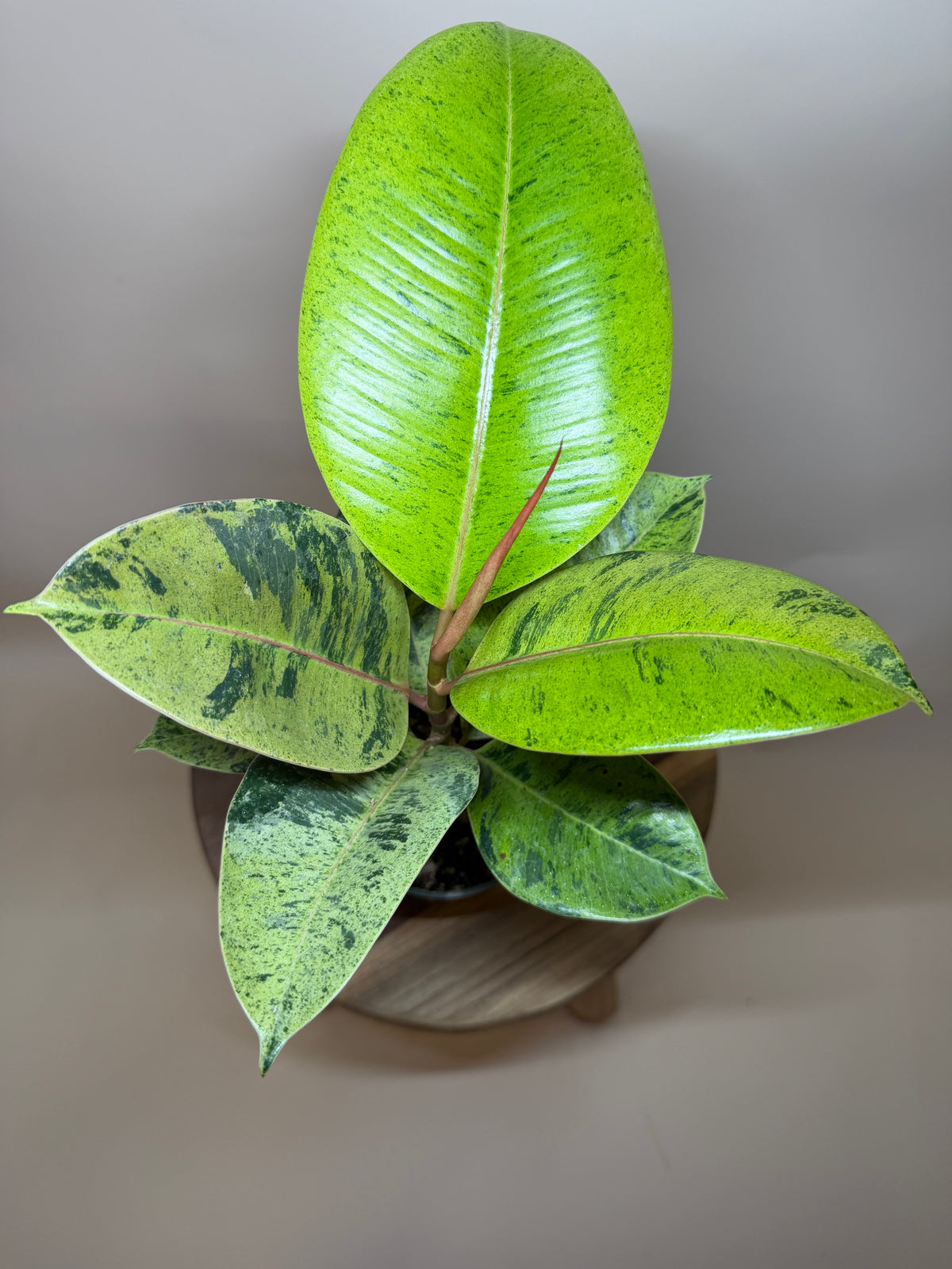Rubber Tree Moonshine 4” Pot