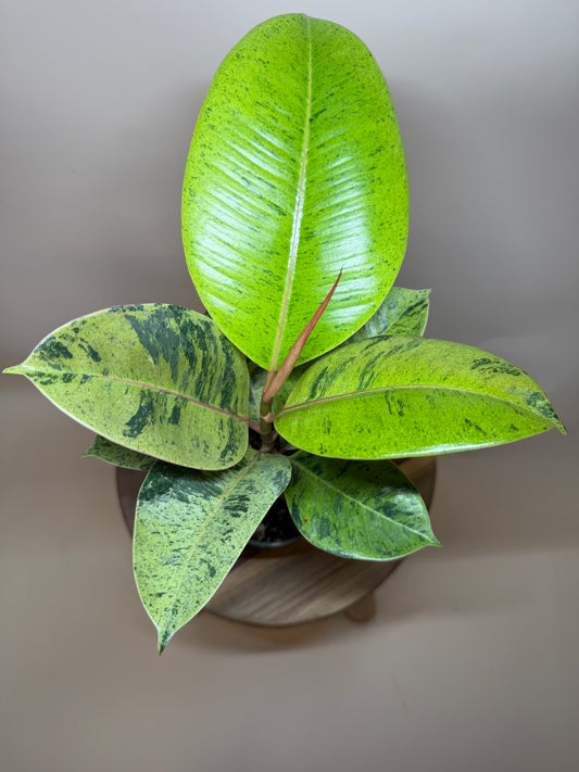 Rubber Tree Moonshine 4” Pot