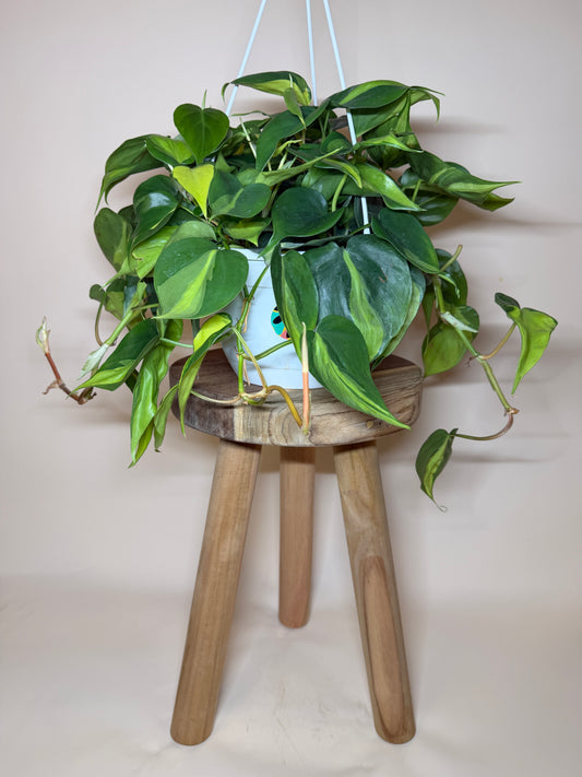 Philodendron Brasil 8” Pot