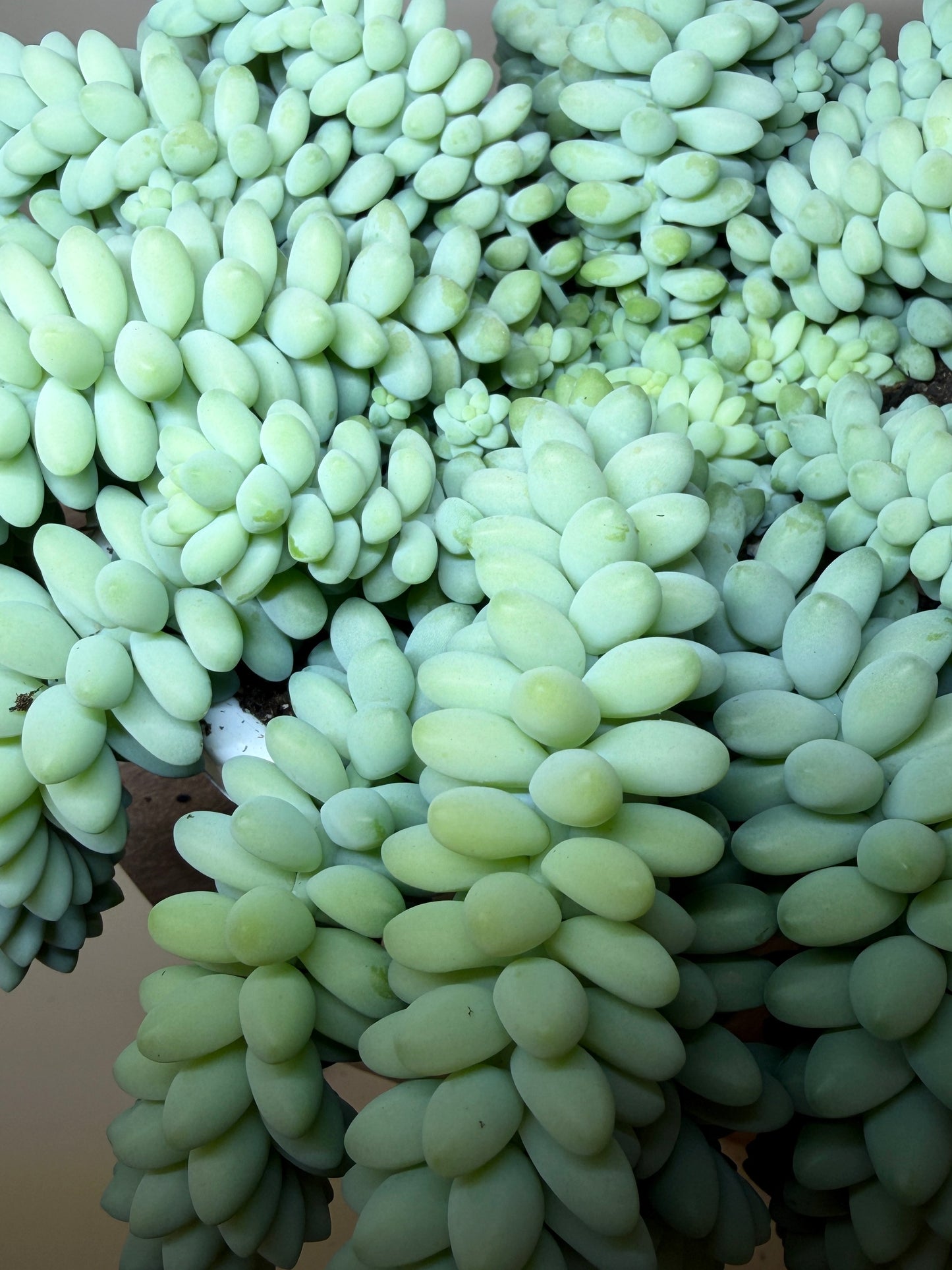 Burro’s Tail 6” Pot
