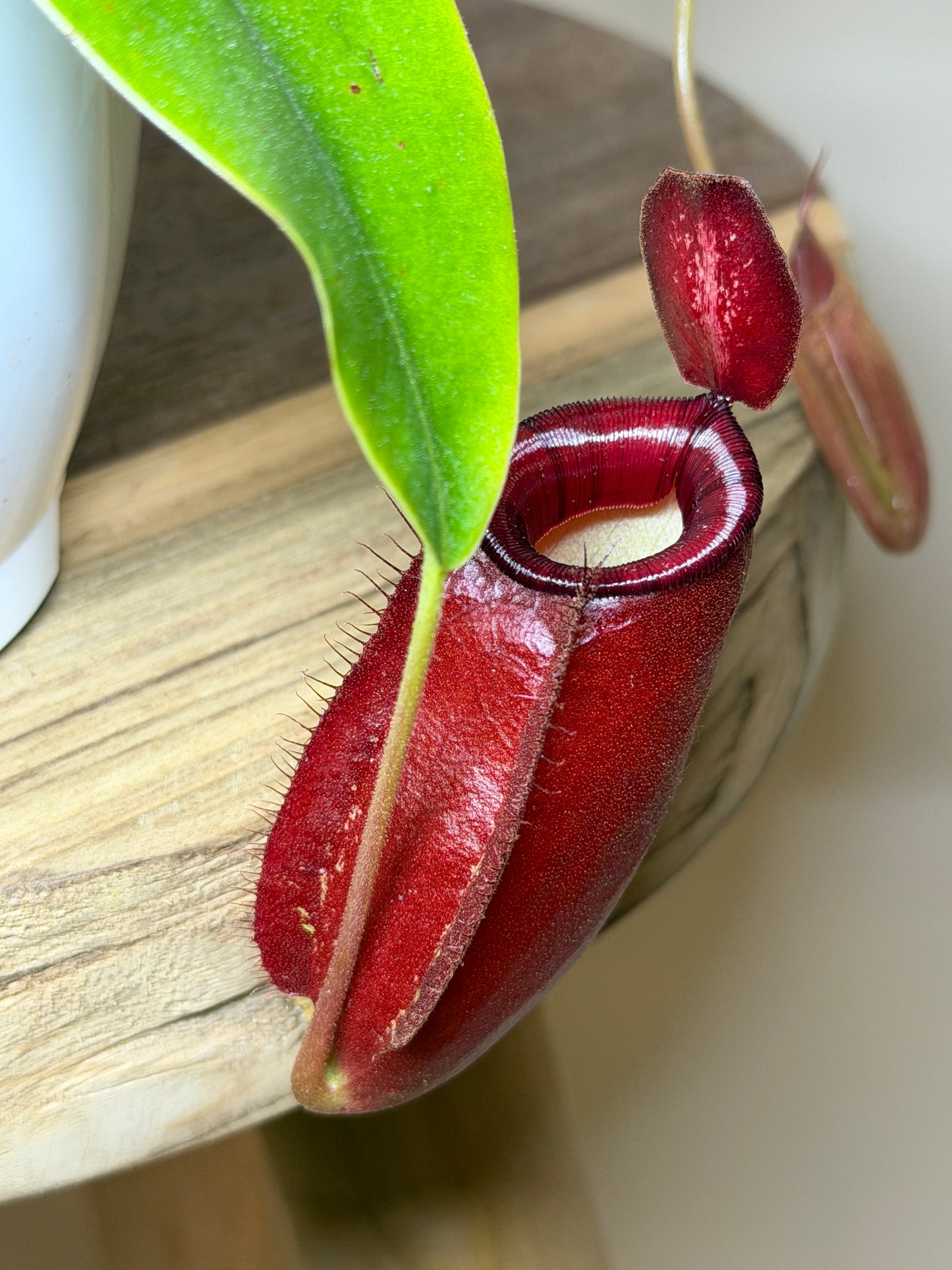 Nepenthes Hybrid Diana 4.5” Pot