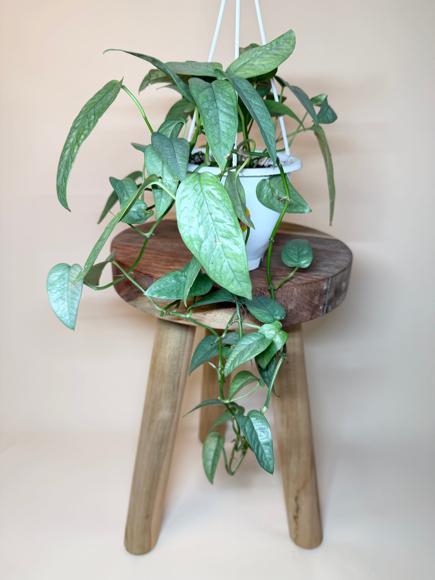 Pothos Cebu Blue 4.5” Pot