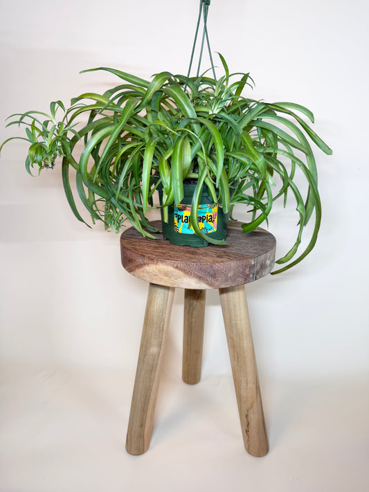 Spider Green Shamrock 6” Pot