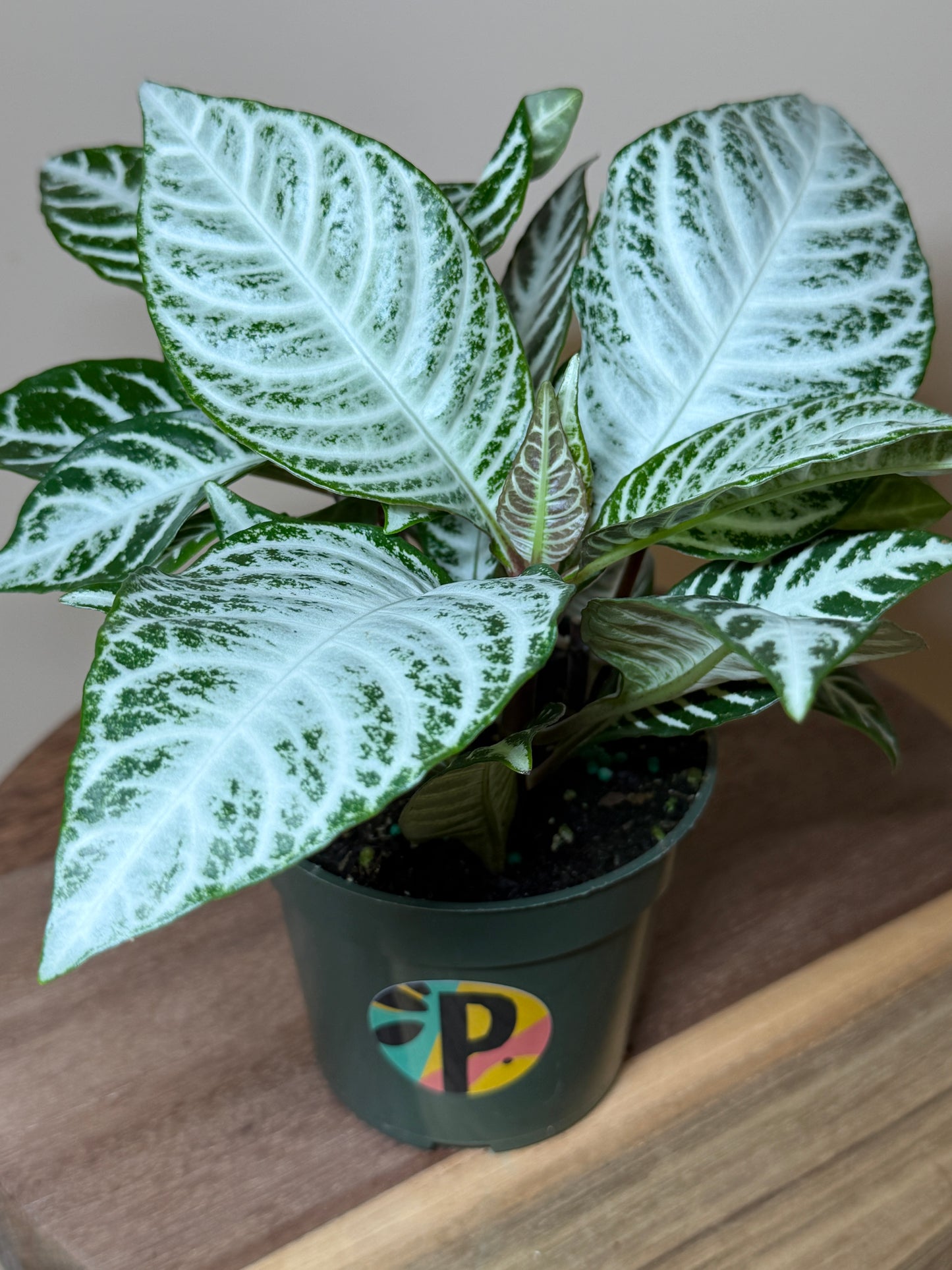 Zebra Snow White 4” Pot