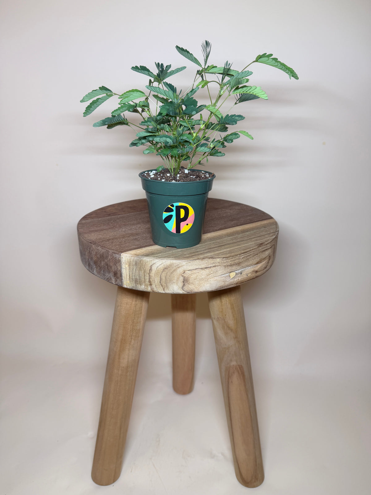 Mimosa aka Sensitive Plant 4” Pot