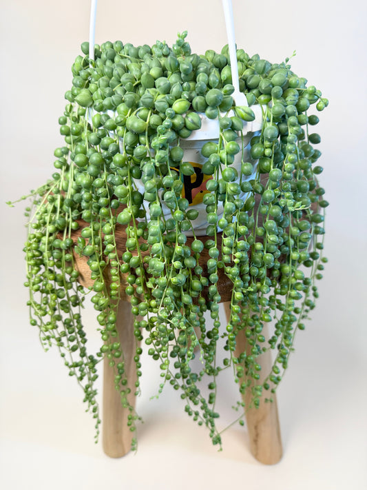String of Pearls 6" Pot