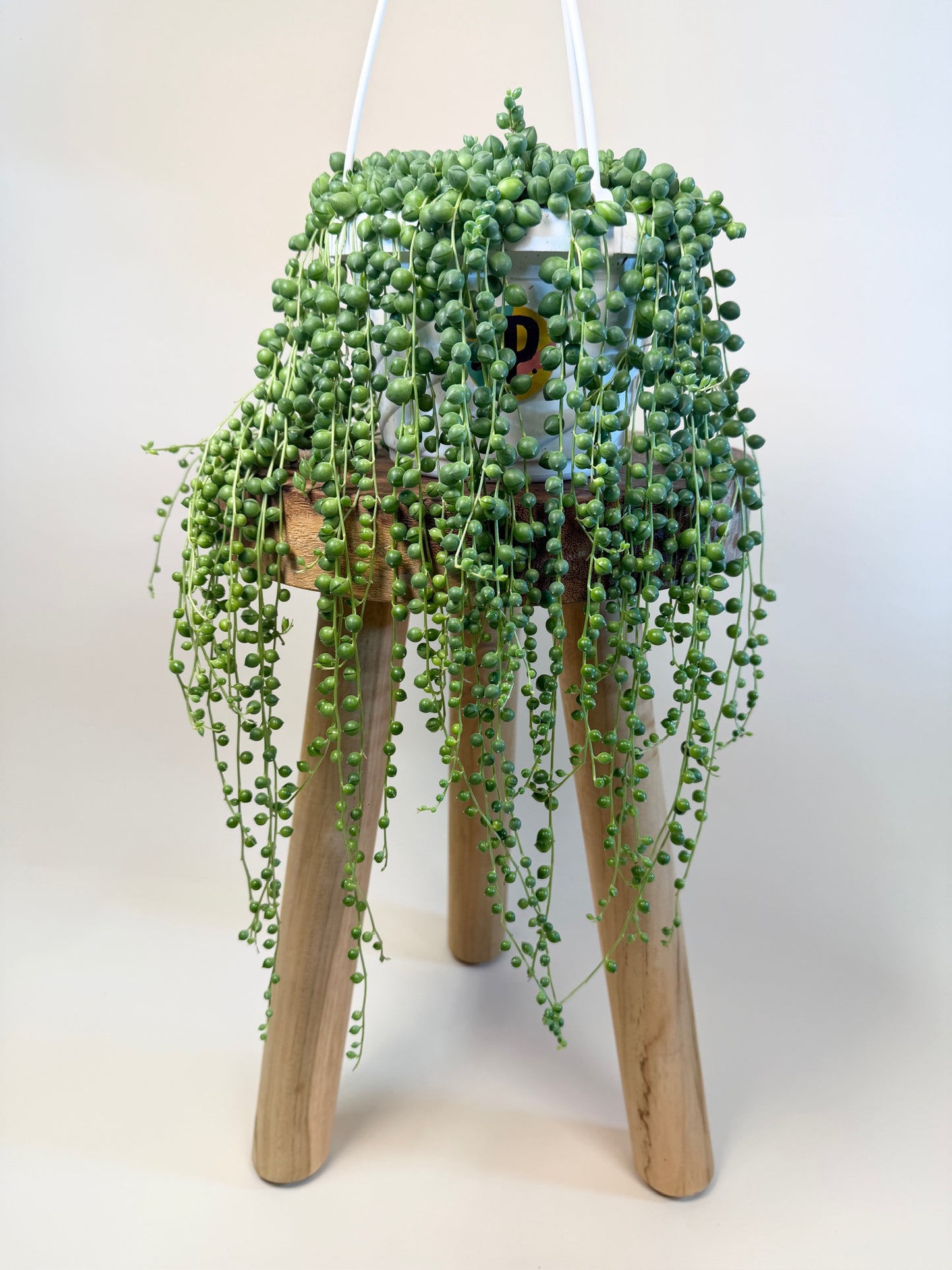 String of Pearls 6" Pot