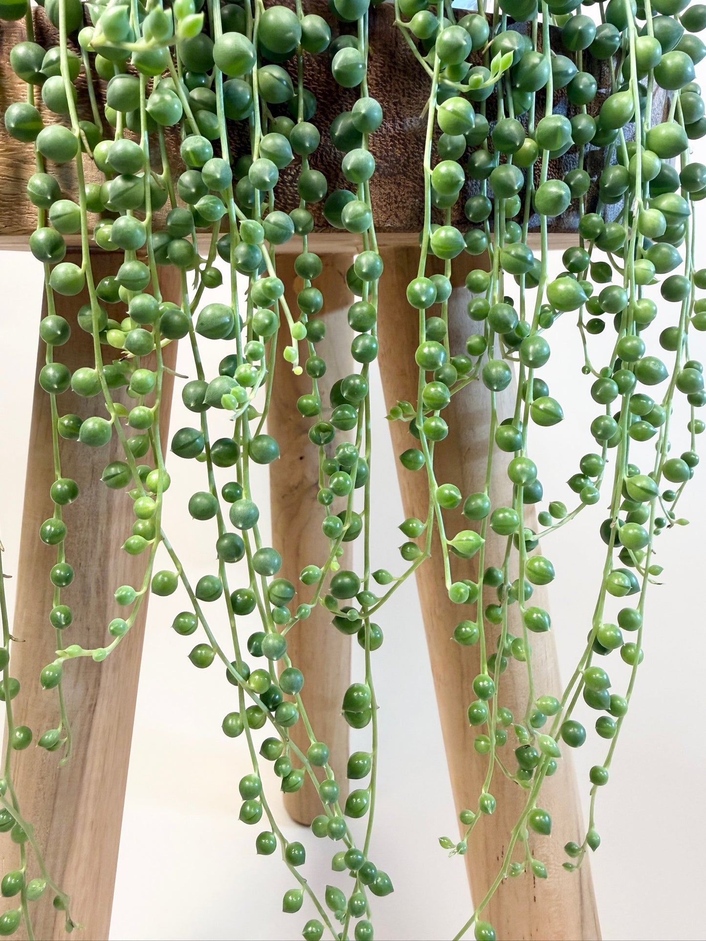 String of Pearls 6" Pot