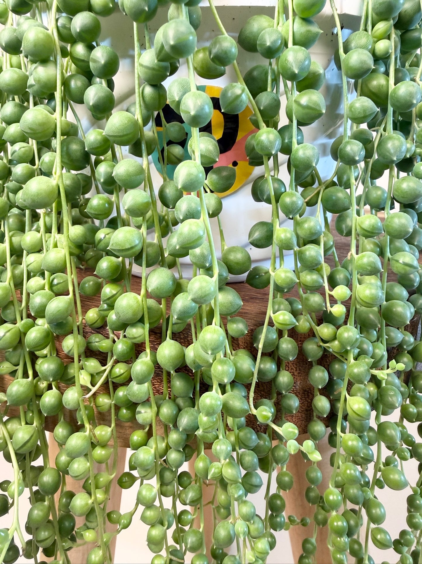String of Pearls 6" Pot