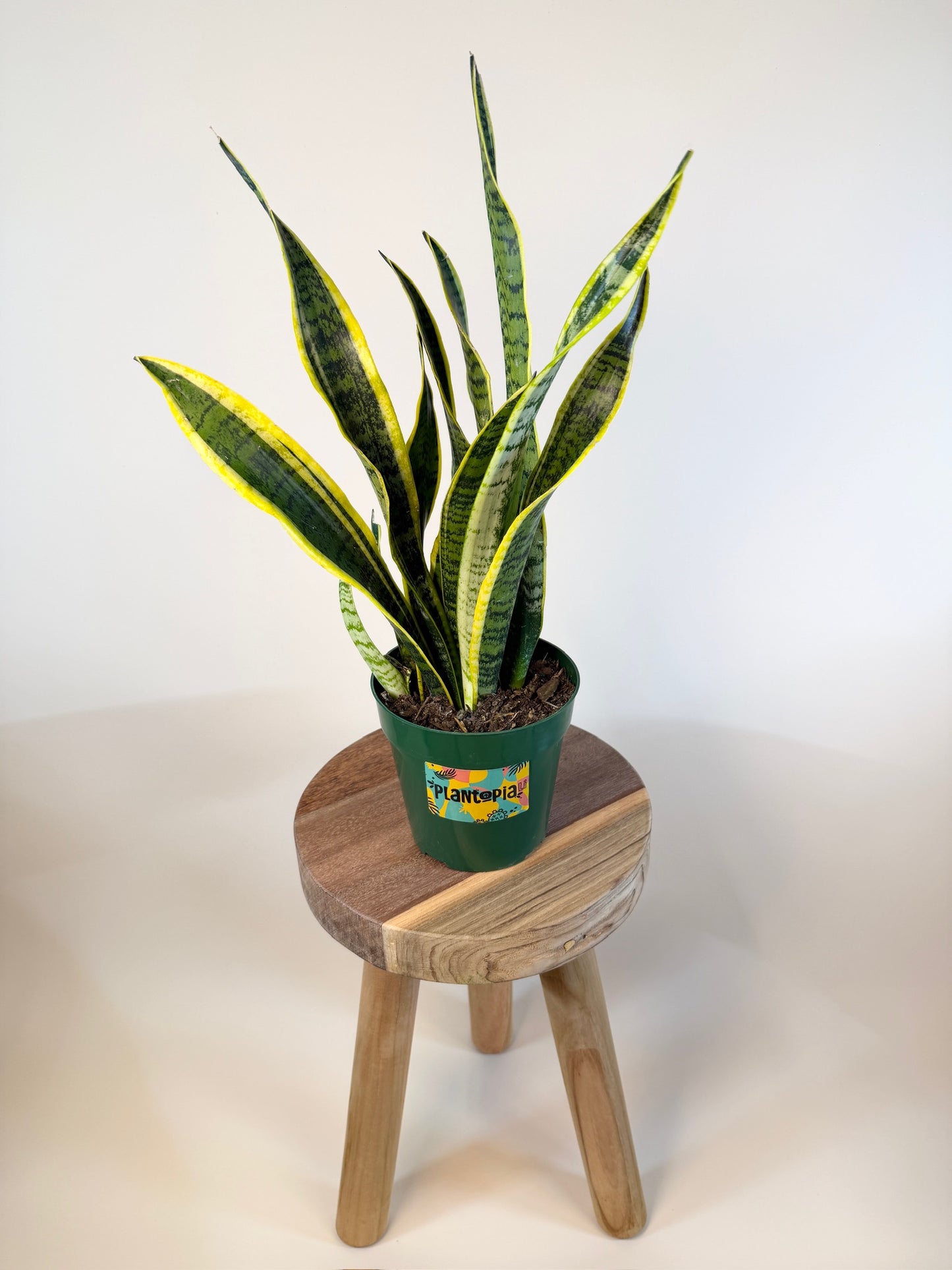 Snake Laurentii 6” Pot