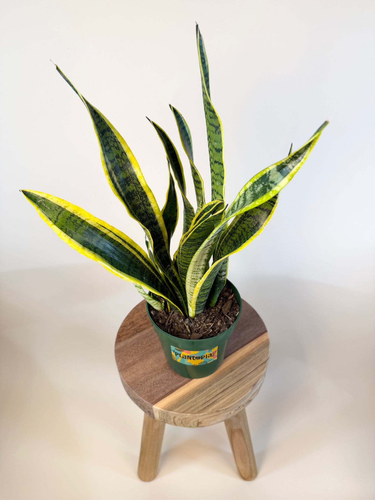 Snake Laurentii 6” Pot