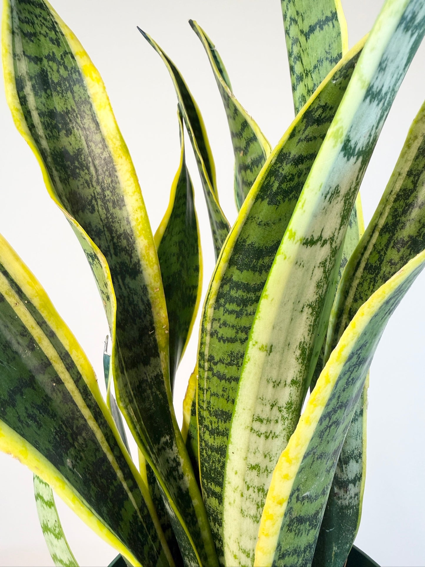 Snake Laurentii 6” Pot