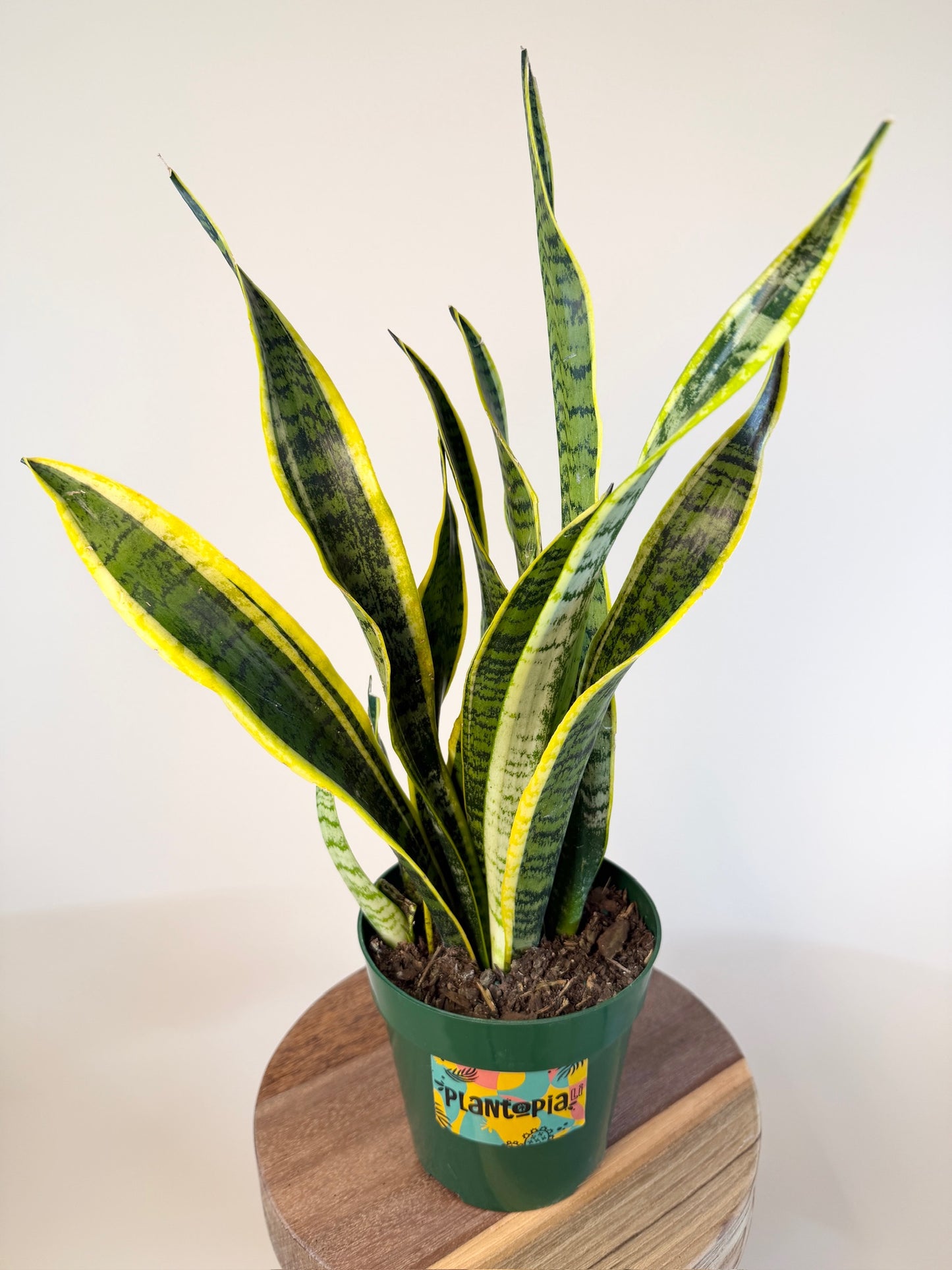 Snake Laurentii 6” Pot