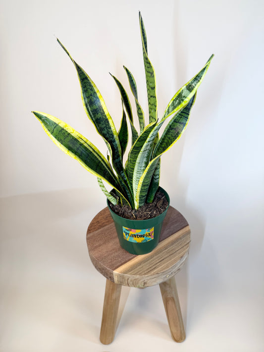 Snake Laurentii 6” Pot