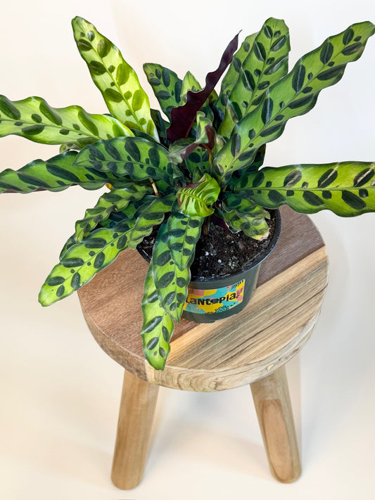 Calathea Rattlesnake 6" Pot