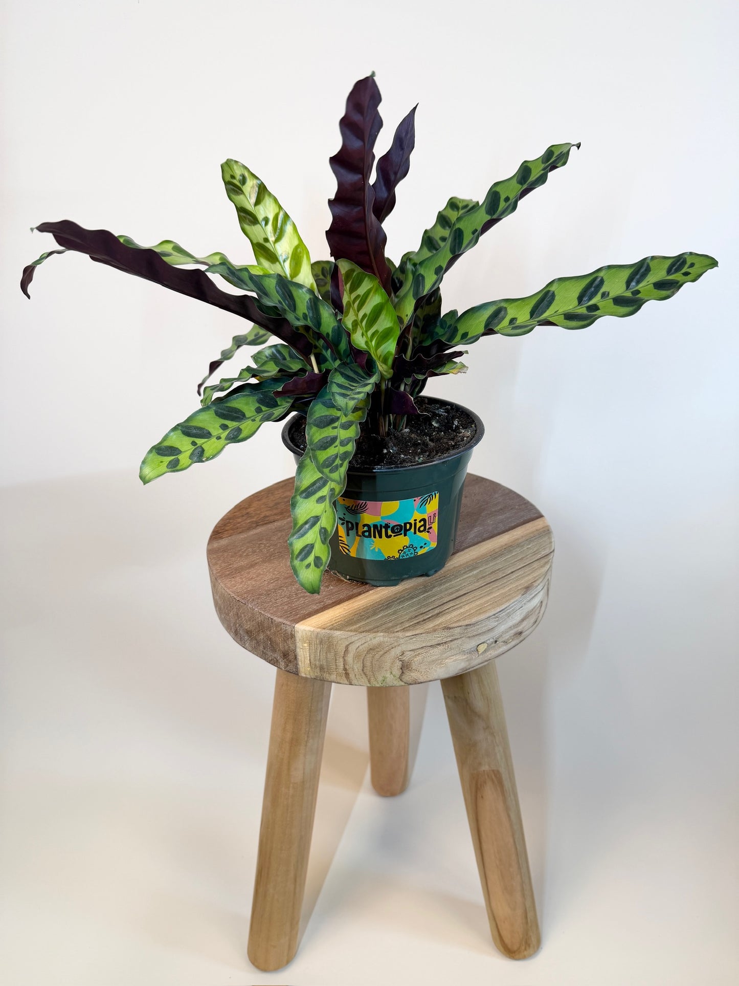 Calathea Rattlesnake 6" Pot