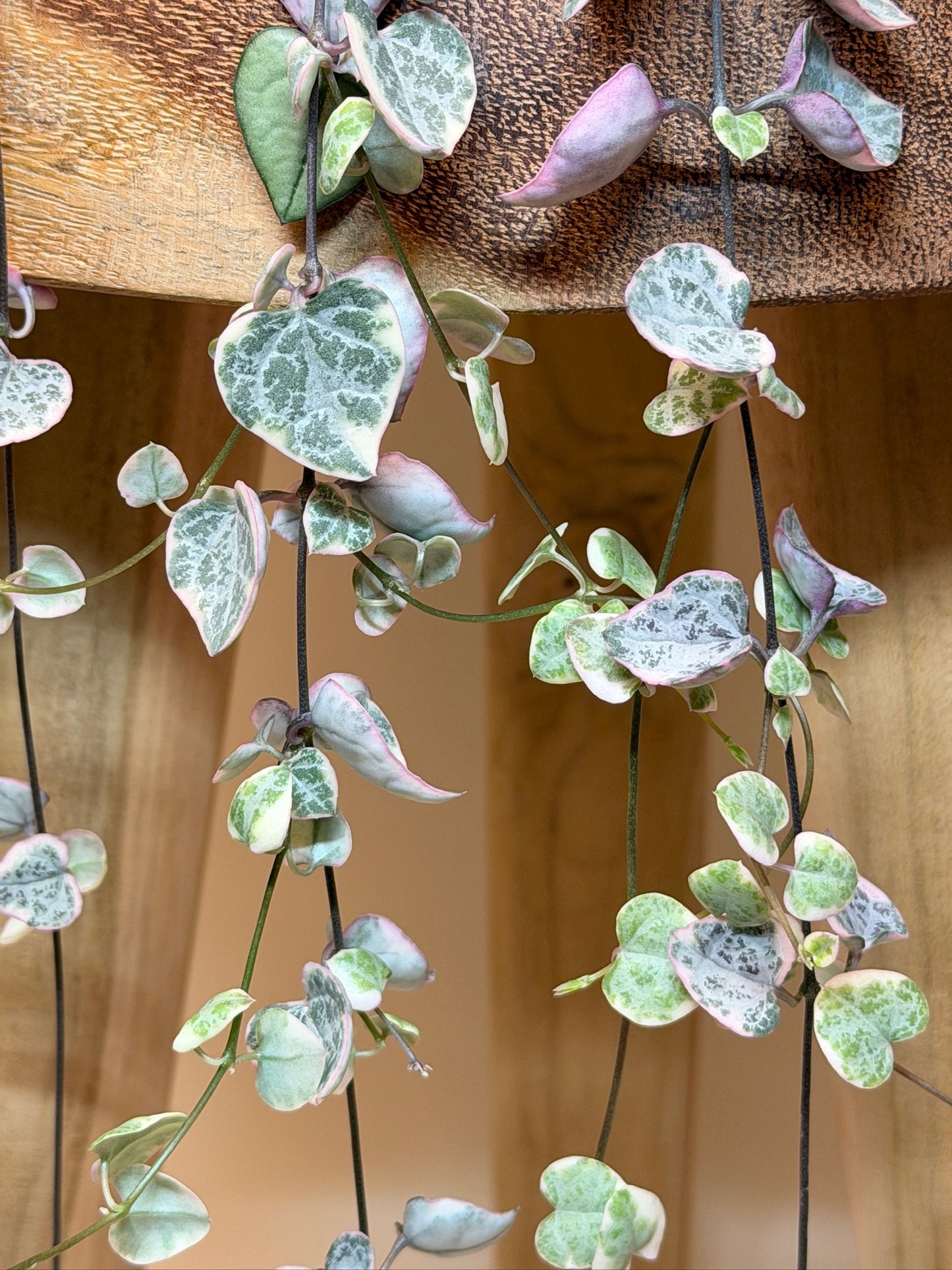 String of Hearts Variegated 4.5" Pot