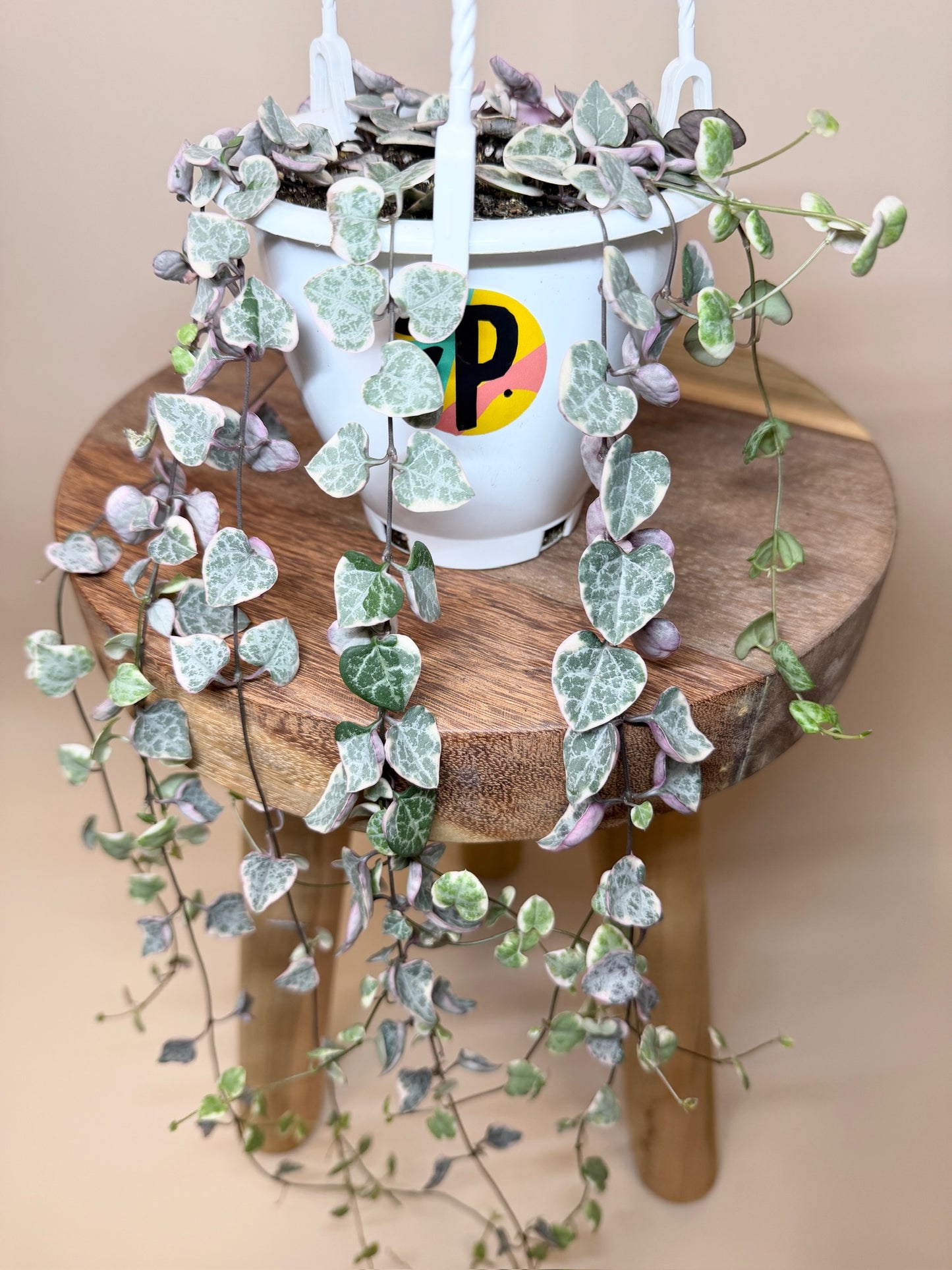 String of Hearts Variegated 4.5" Pot