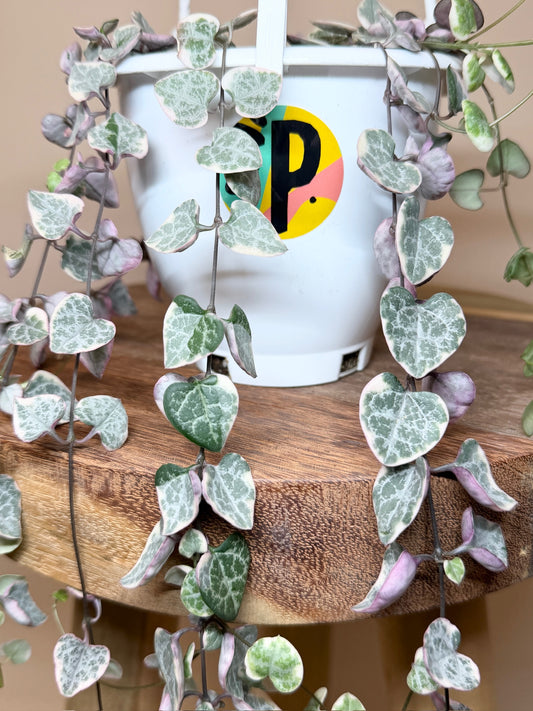 String of Hearts Variegated 4.5" Pot