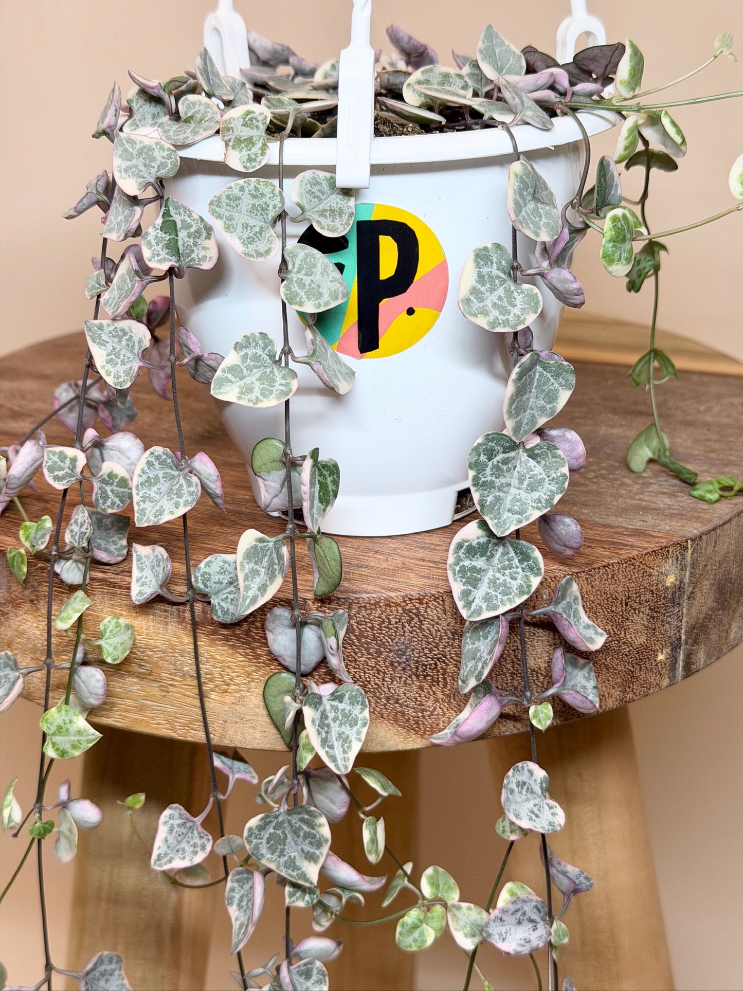 String of Hearts Variegated 4.5" Pot