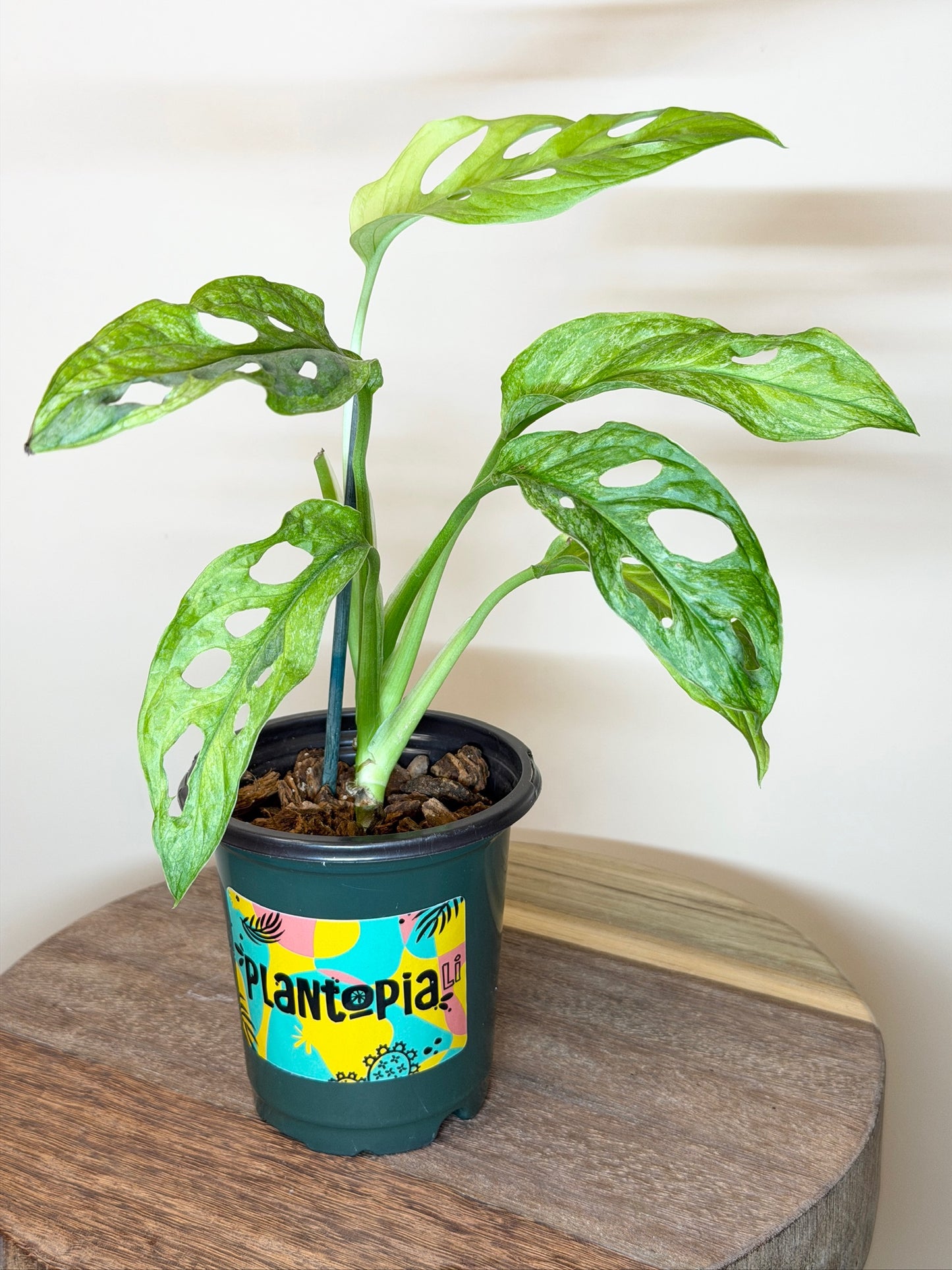 Monstera Adansonii Mint 3.5" Pot