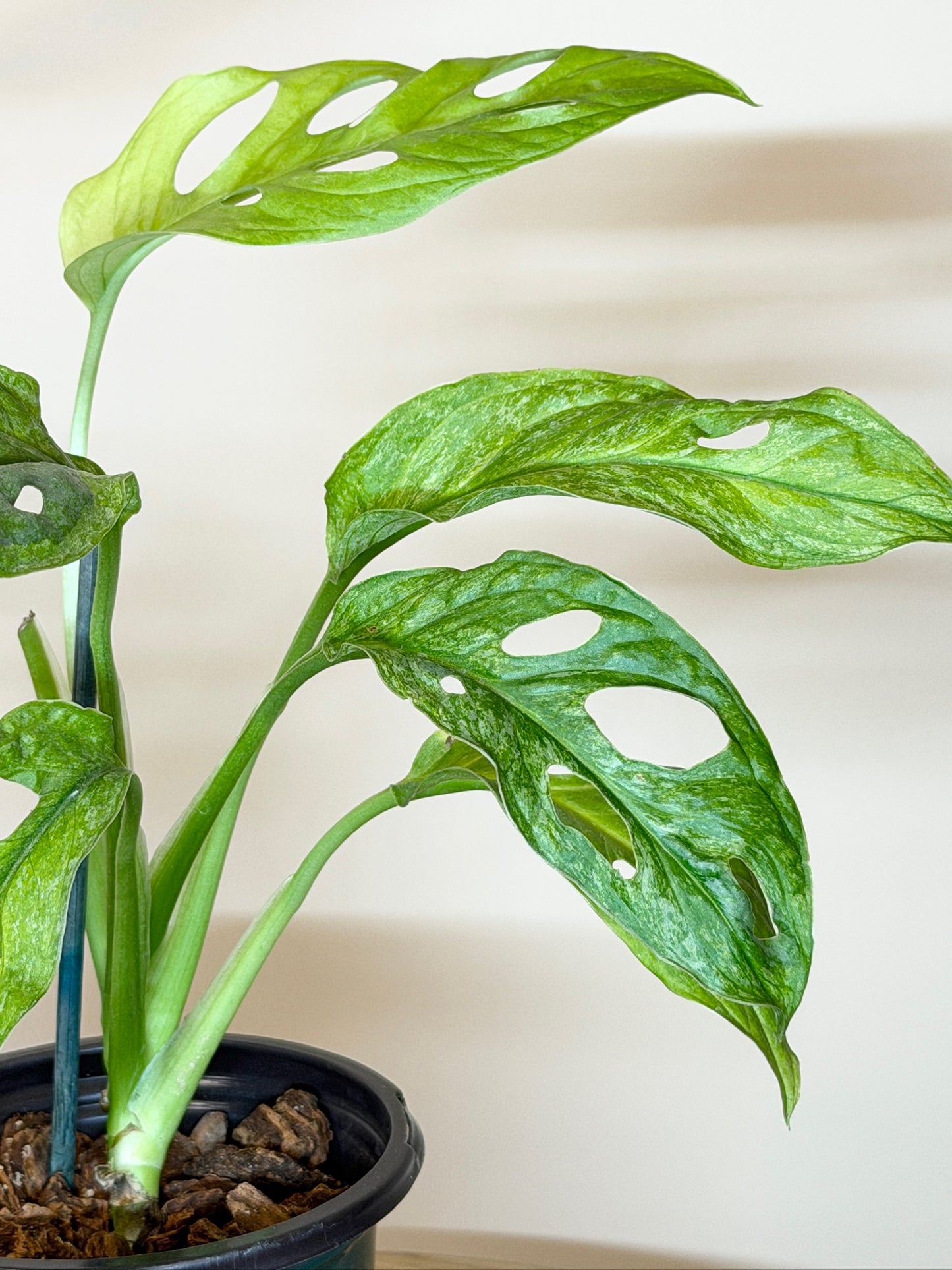 Monstera Adansonii Mint 3.5" Pot