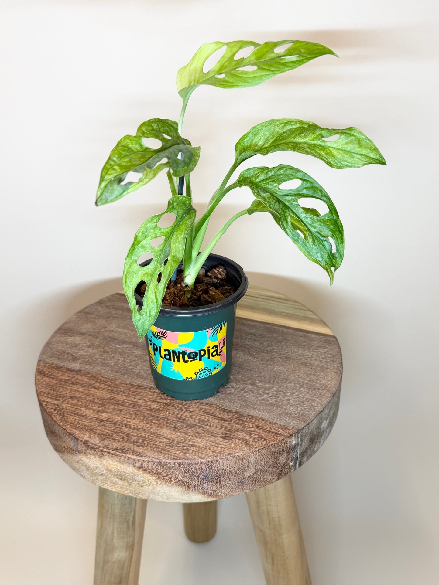 Monstera Adansonii Mint 3.5" Pot