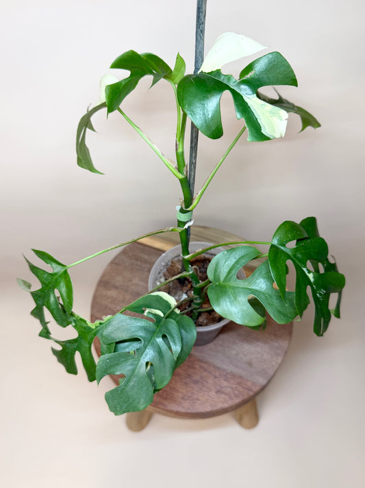 Mini Monstera Albo 4.5" Pot