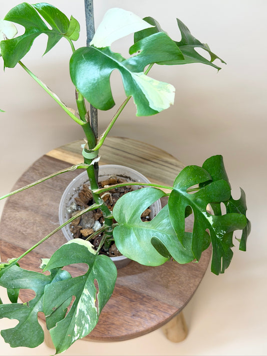 Mini Monstera Albo 4.5" Pot