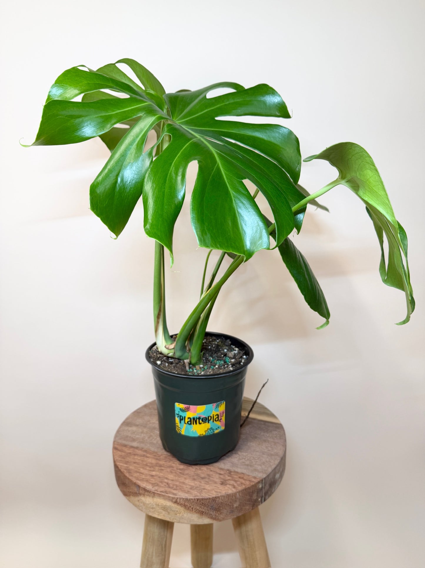 Monstera Deliciosa 6" Pot