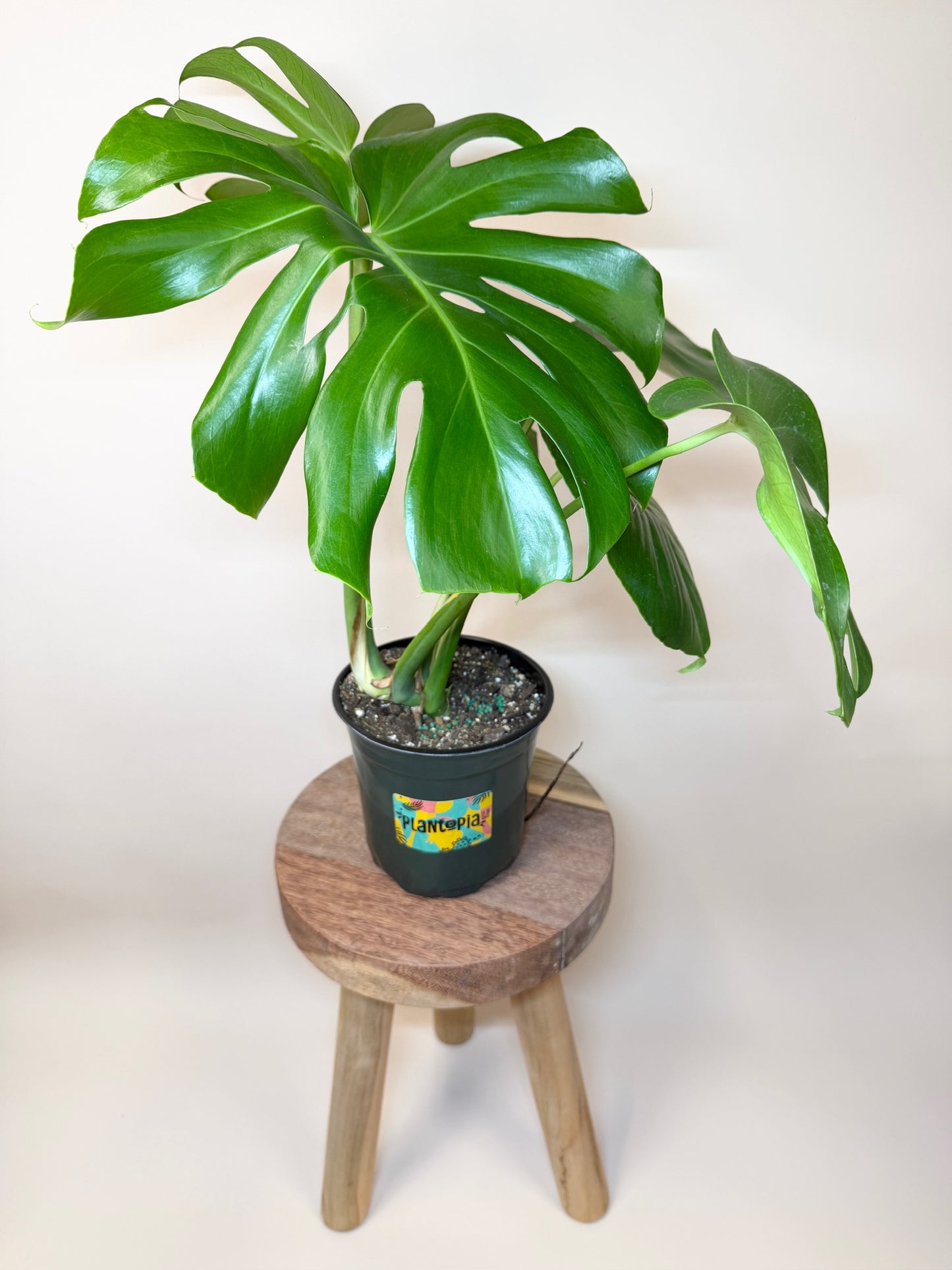 Monstera Deliciosa 6" Pot