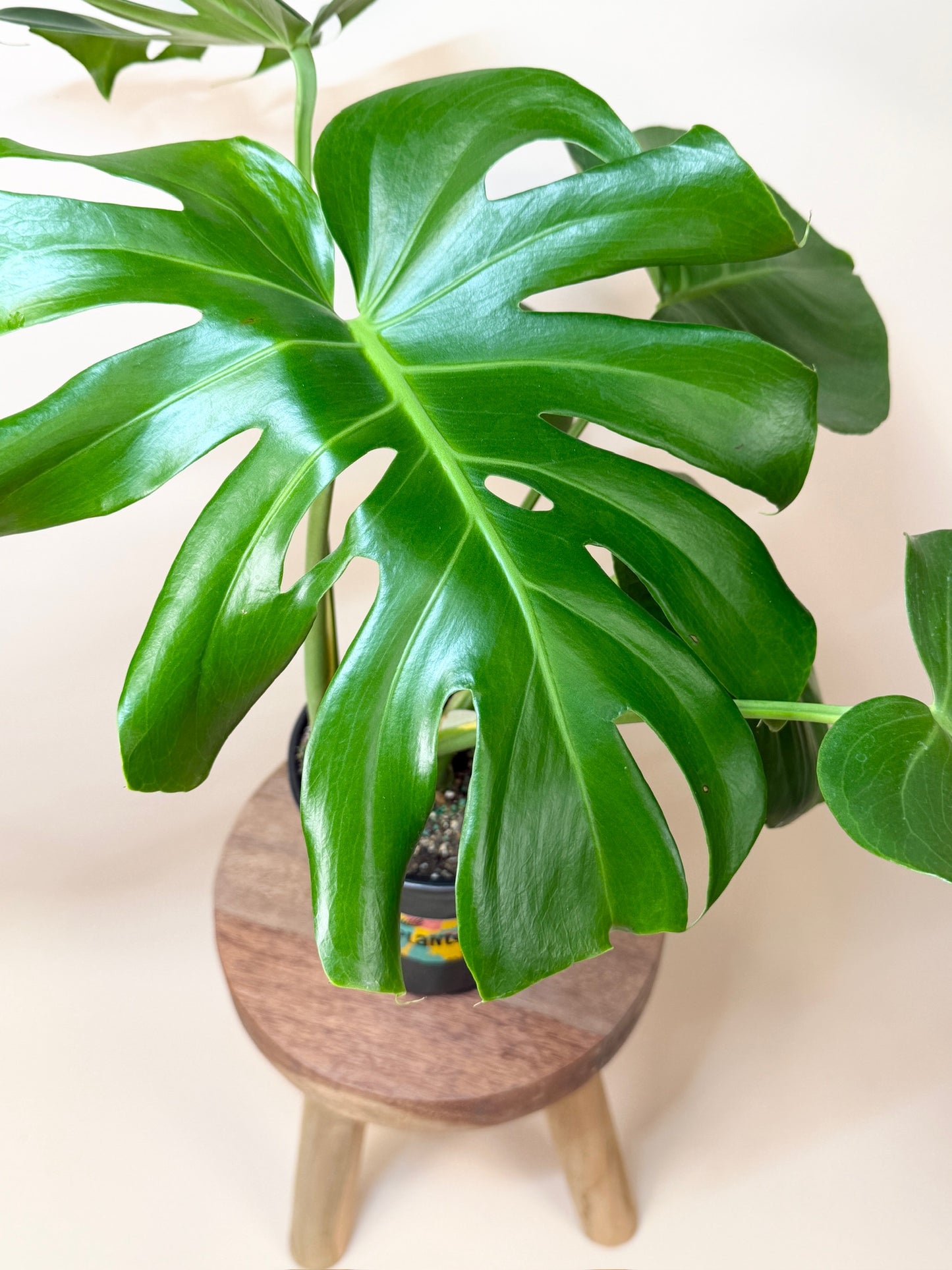 Monstera Deliciosa 6" Pot