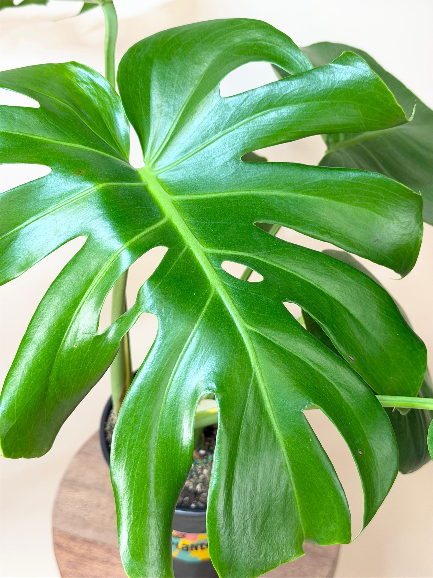Monstera Deliciosa 6" Pot