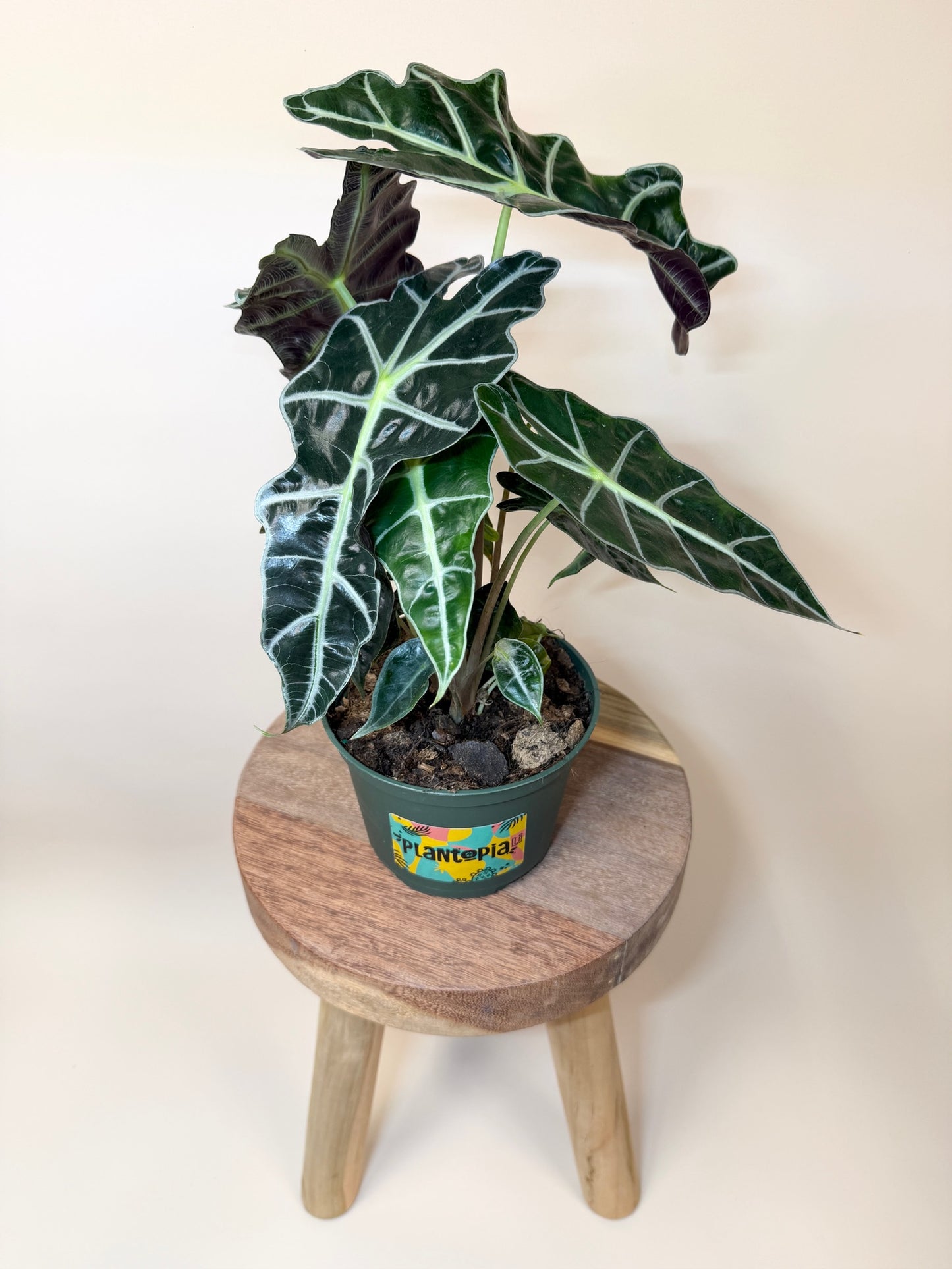 Alocasia Polly 6" Pot