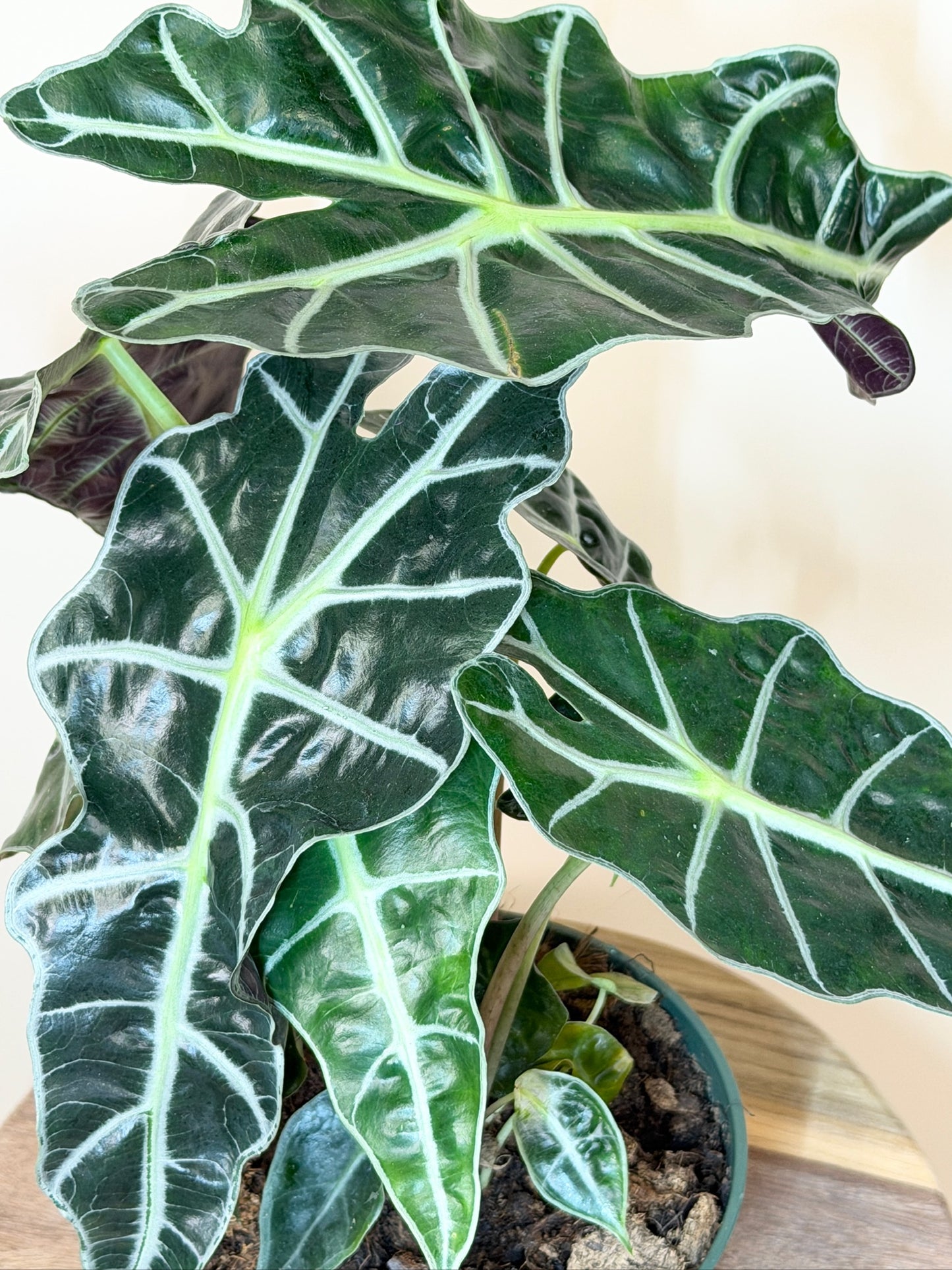 Alocasia Polly 6" Pot