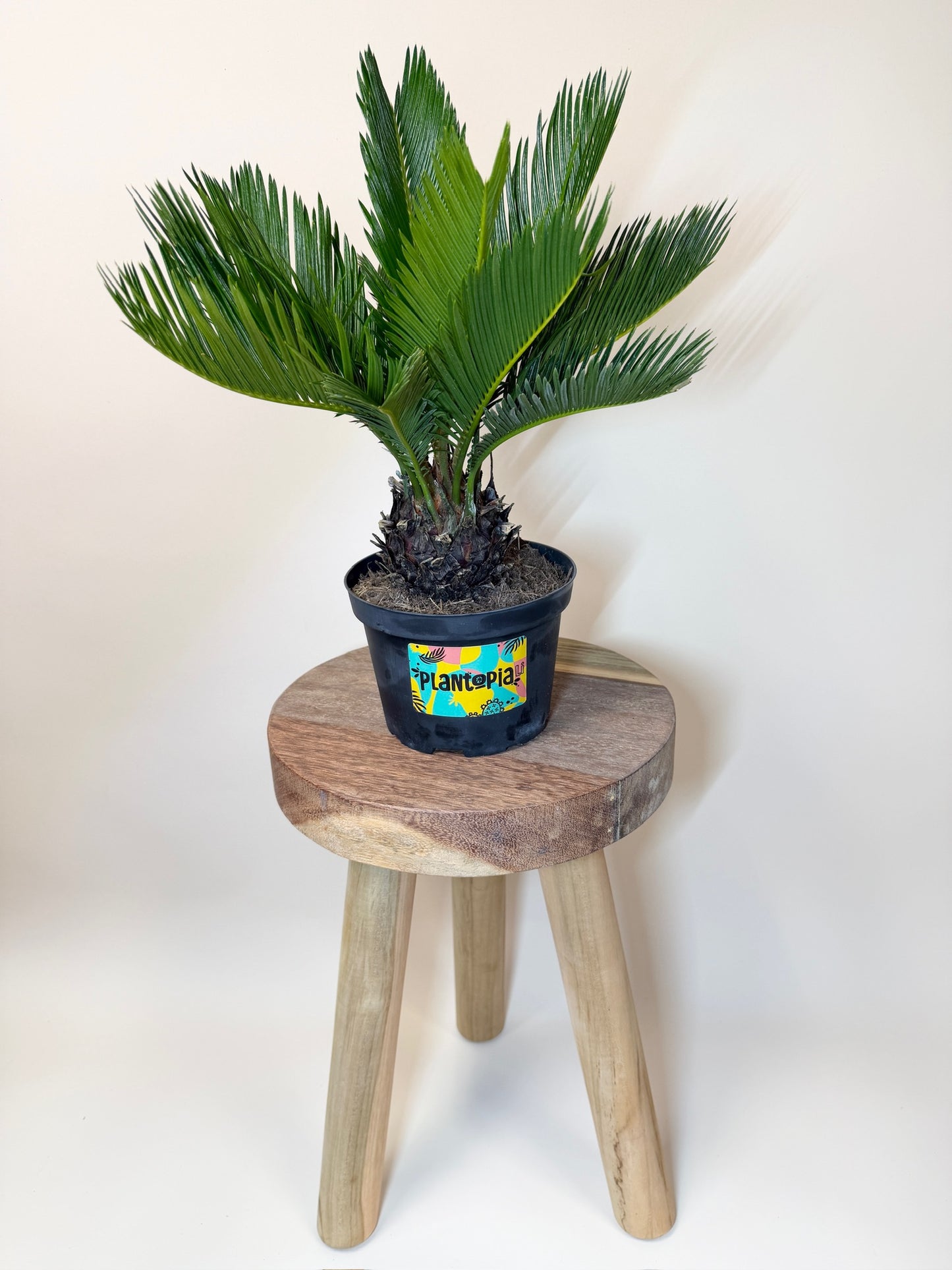Sago Palm 6" Pot