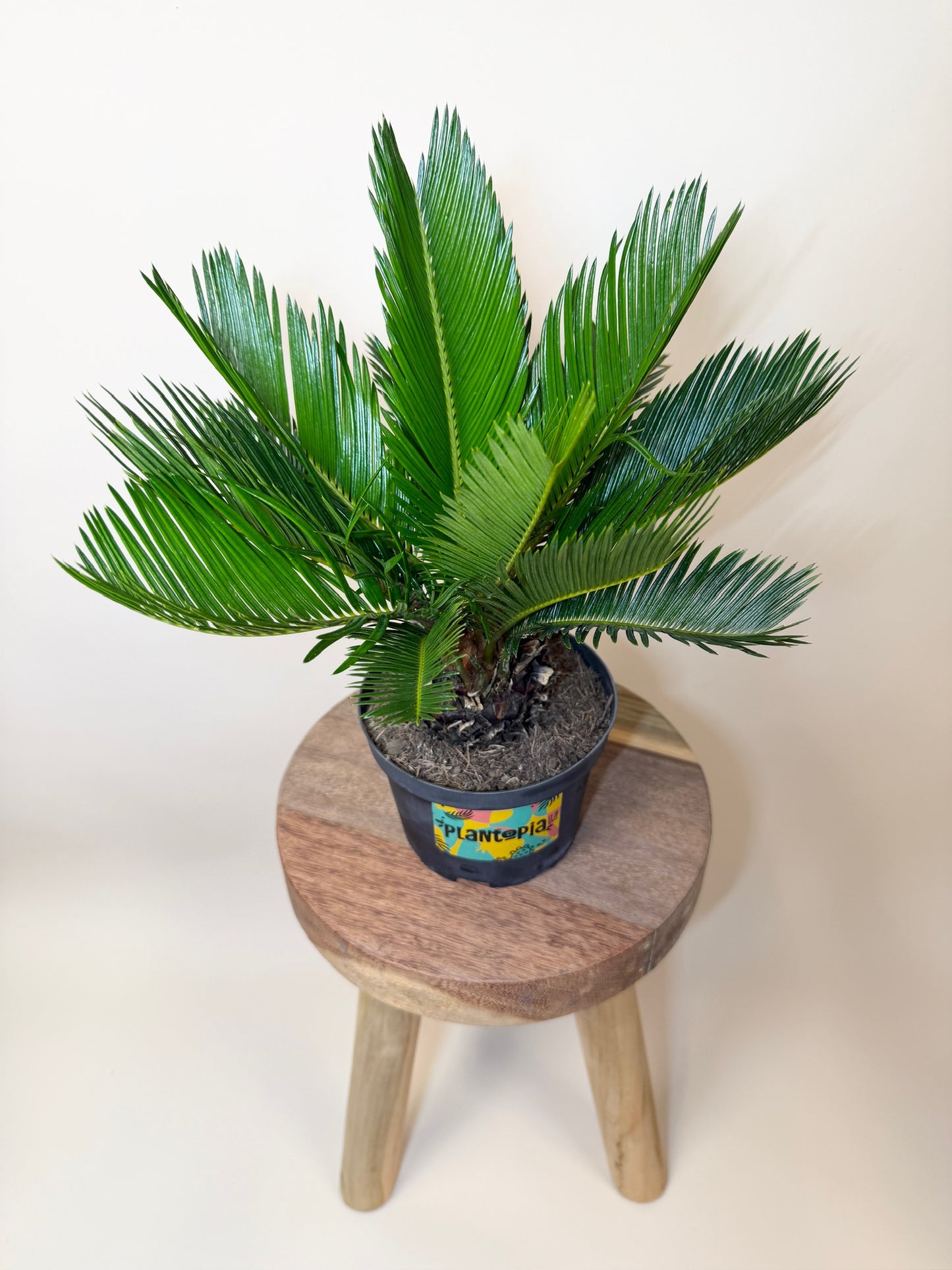 Sago Palm 6" Pot
