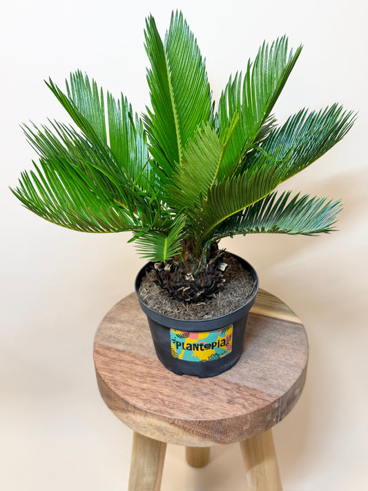 Sago Palm 6" Pot