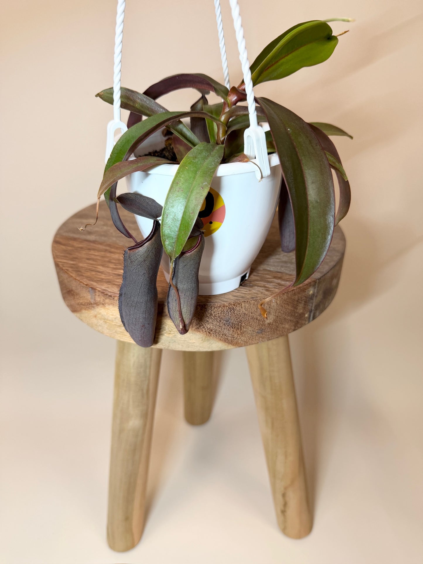 Nepenthes Rebecca Soper 4.5" Pot