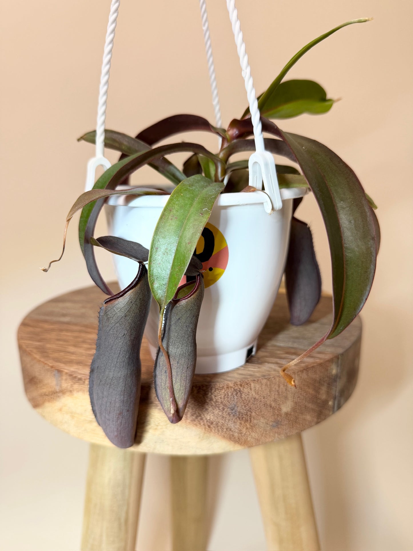 Nepenthes Rebecca Soper 4.5" Pot