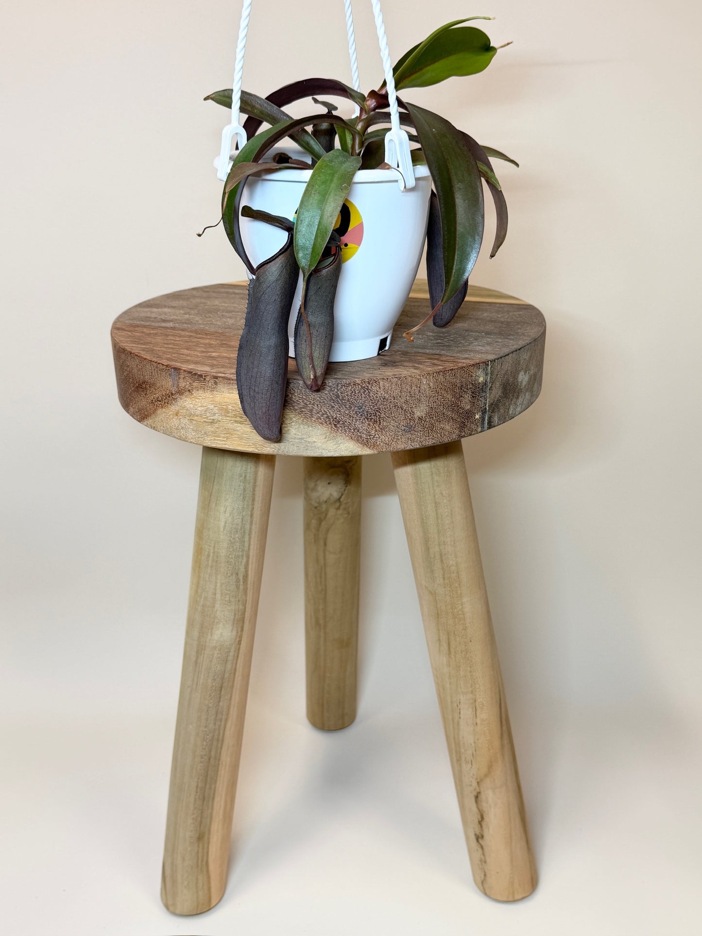 Nepenthes Rebecca Soper 4.5" Pot