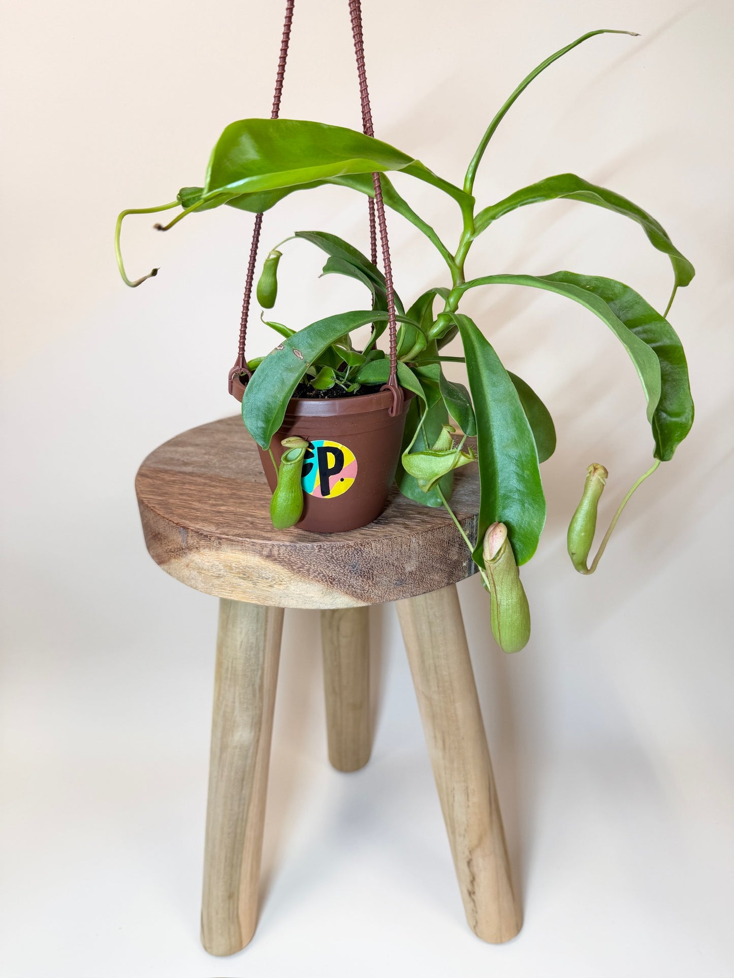 Nepenthes Tropical Pitcher Plant 4" Pot