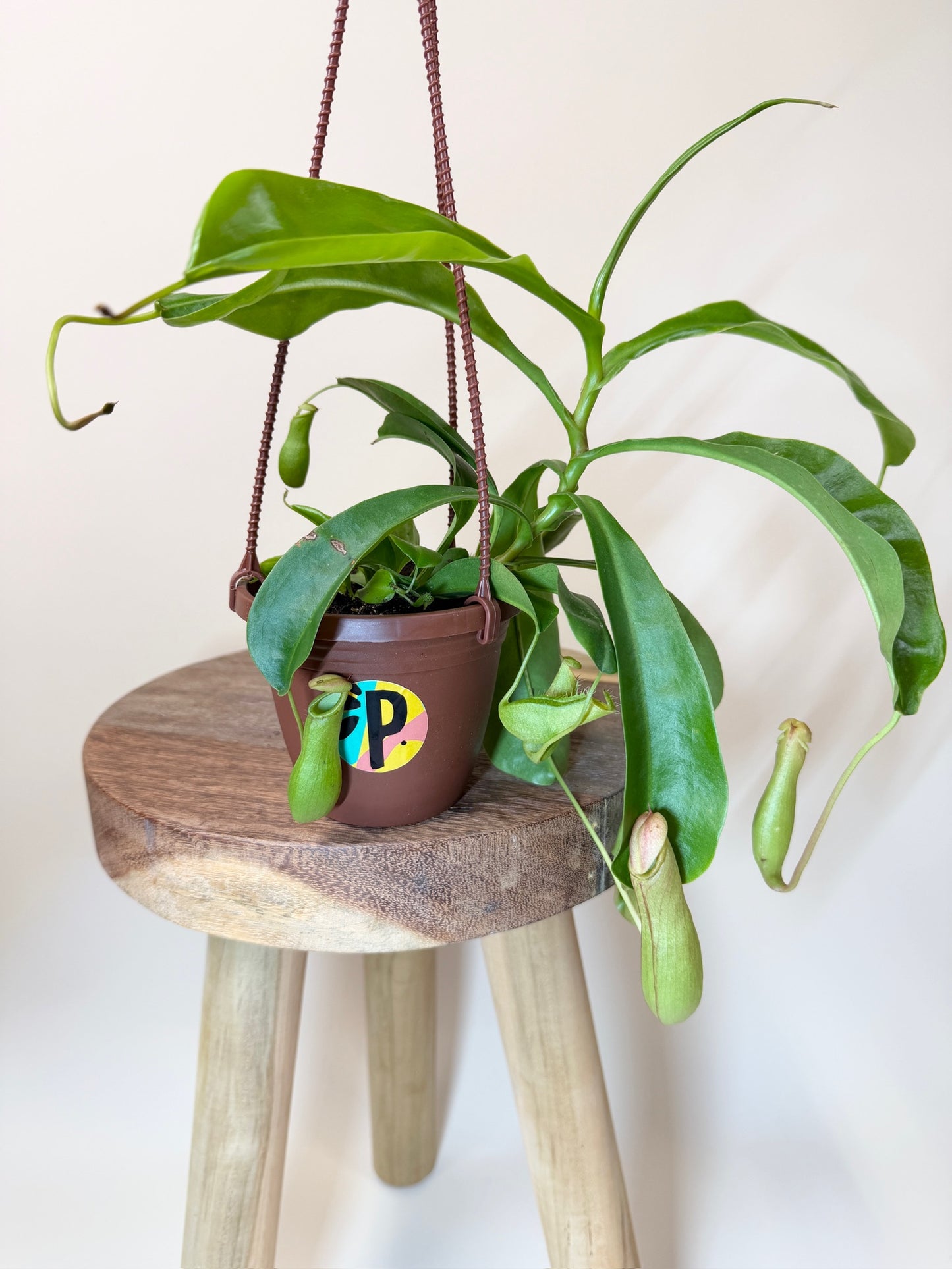 Nepenthes Tropical Pitcher Plant 4" Pot