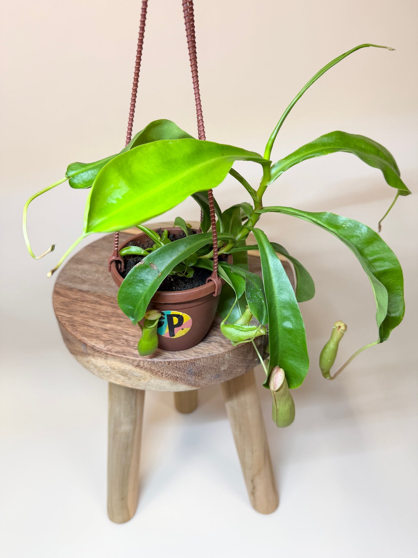 Nepenthes Tropical Pitcher Plant 4" Pot