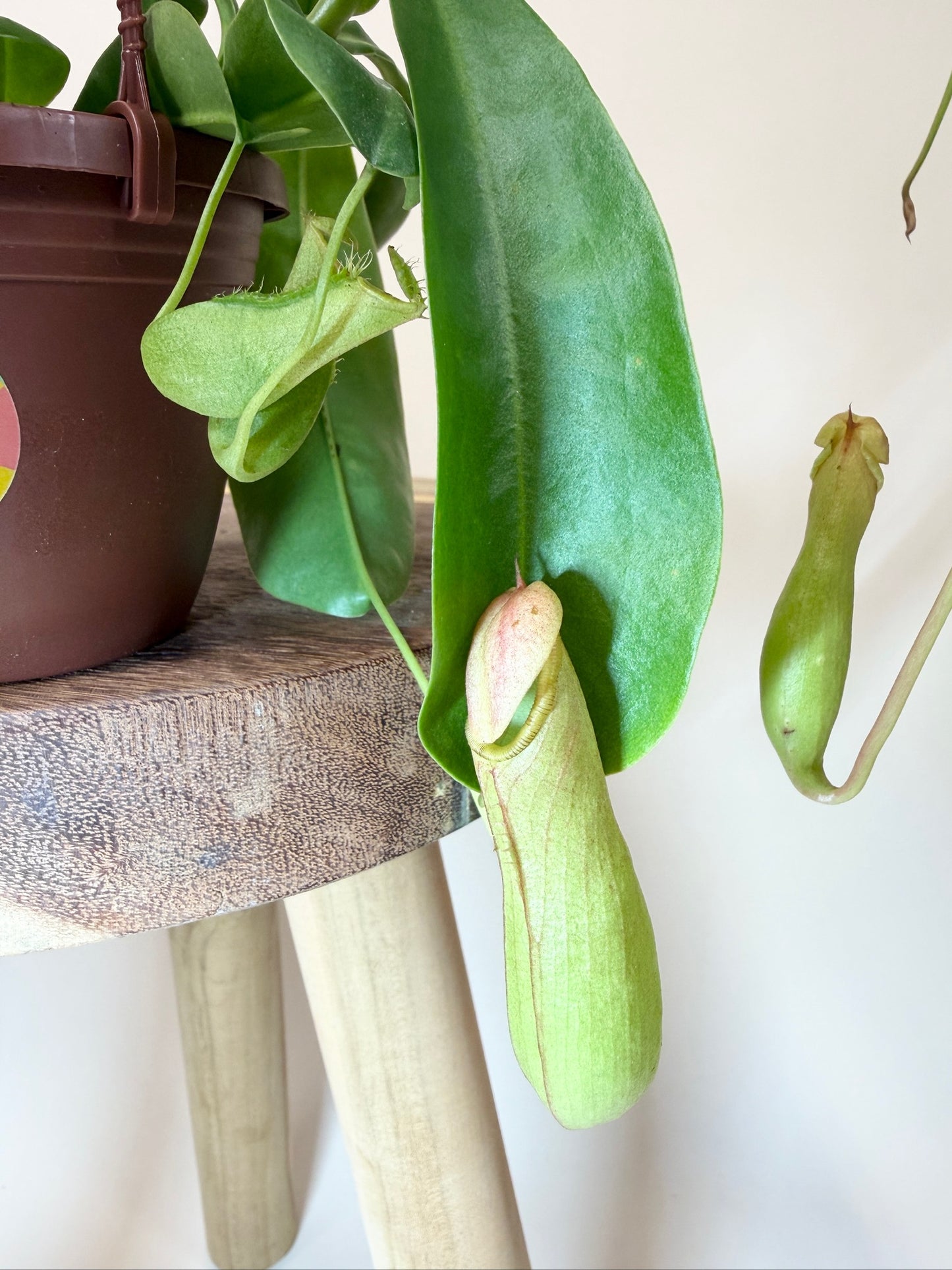 Nepenthes Tropical Pitcher Plant 4" Pot