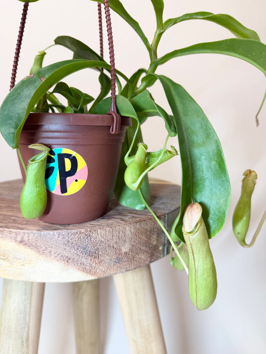 Nepenthes Tropical Pitcher Plant 4" Pot