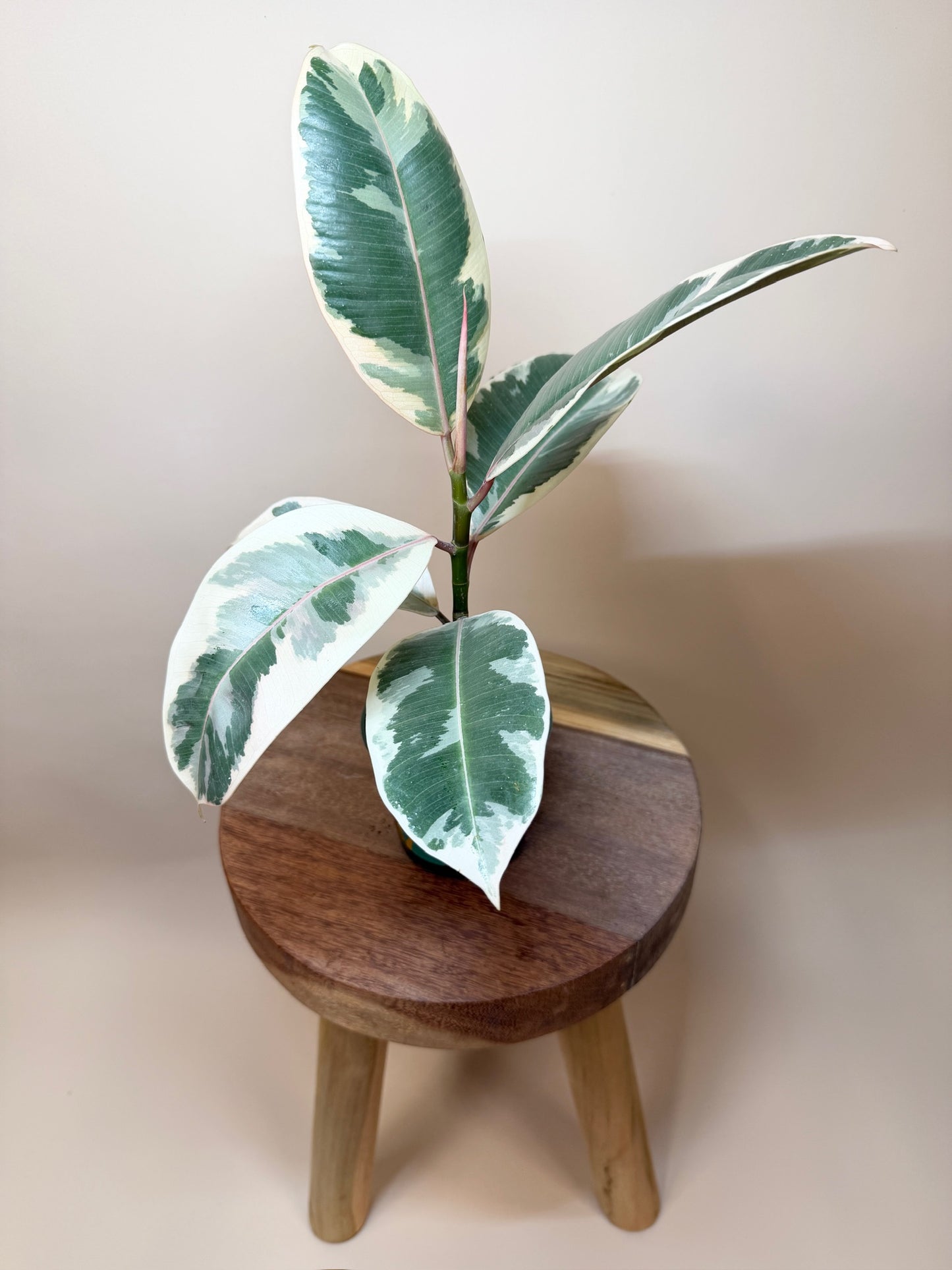 Rubber Tree Tineke 4" Pot