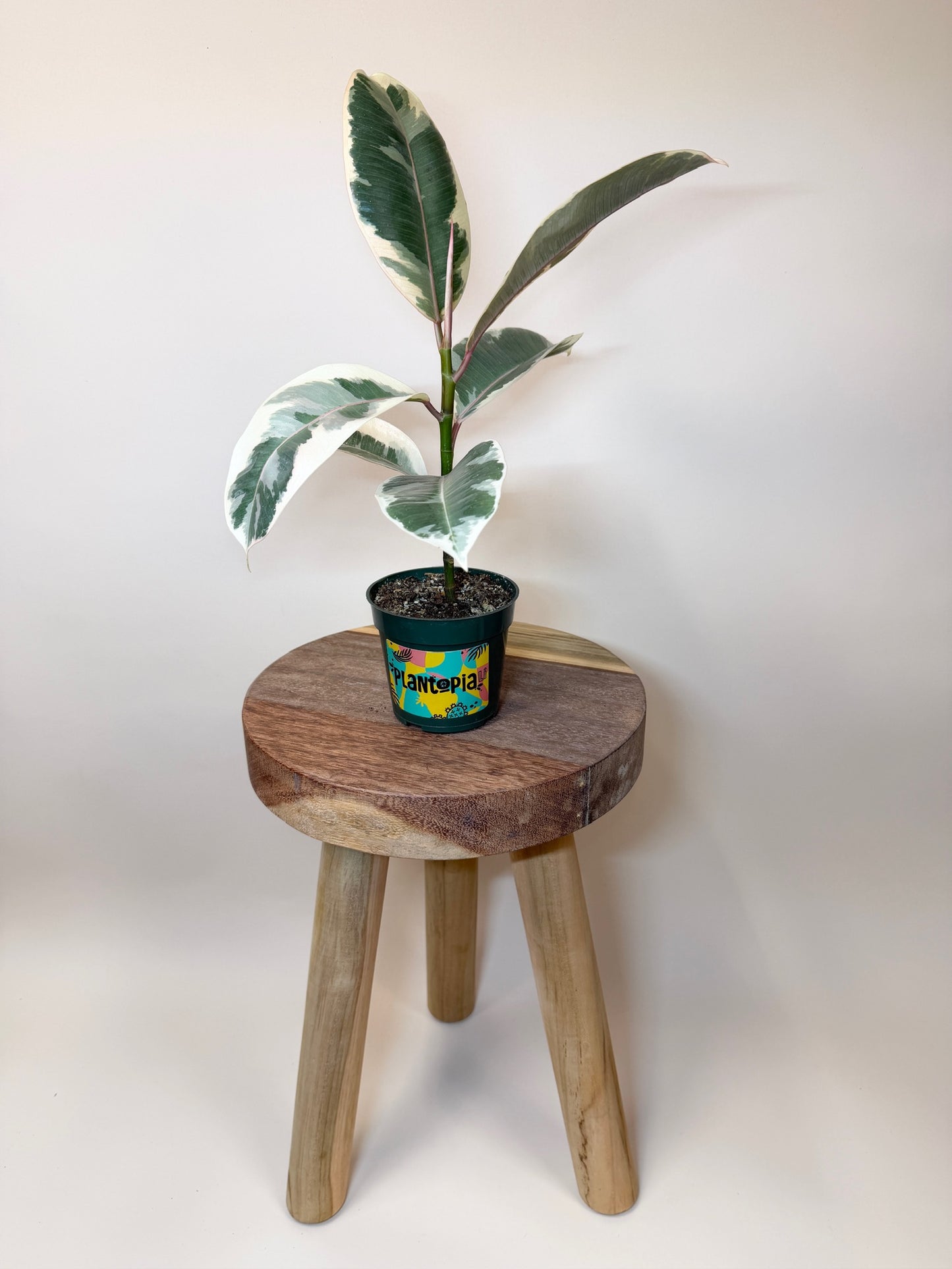 Rubber Tree Tineke 4" Pot
