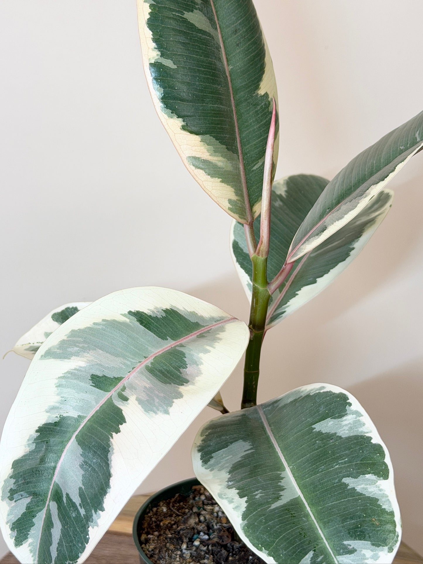 Rubber Tree Tineke 4" Pot
