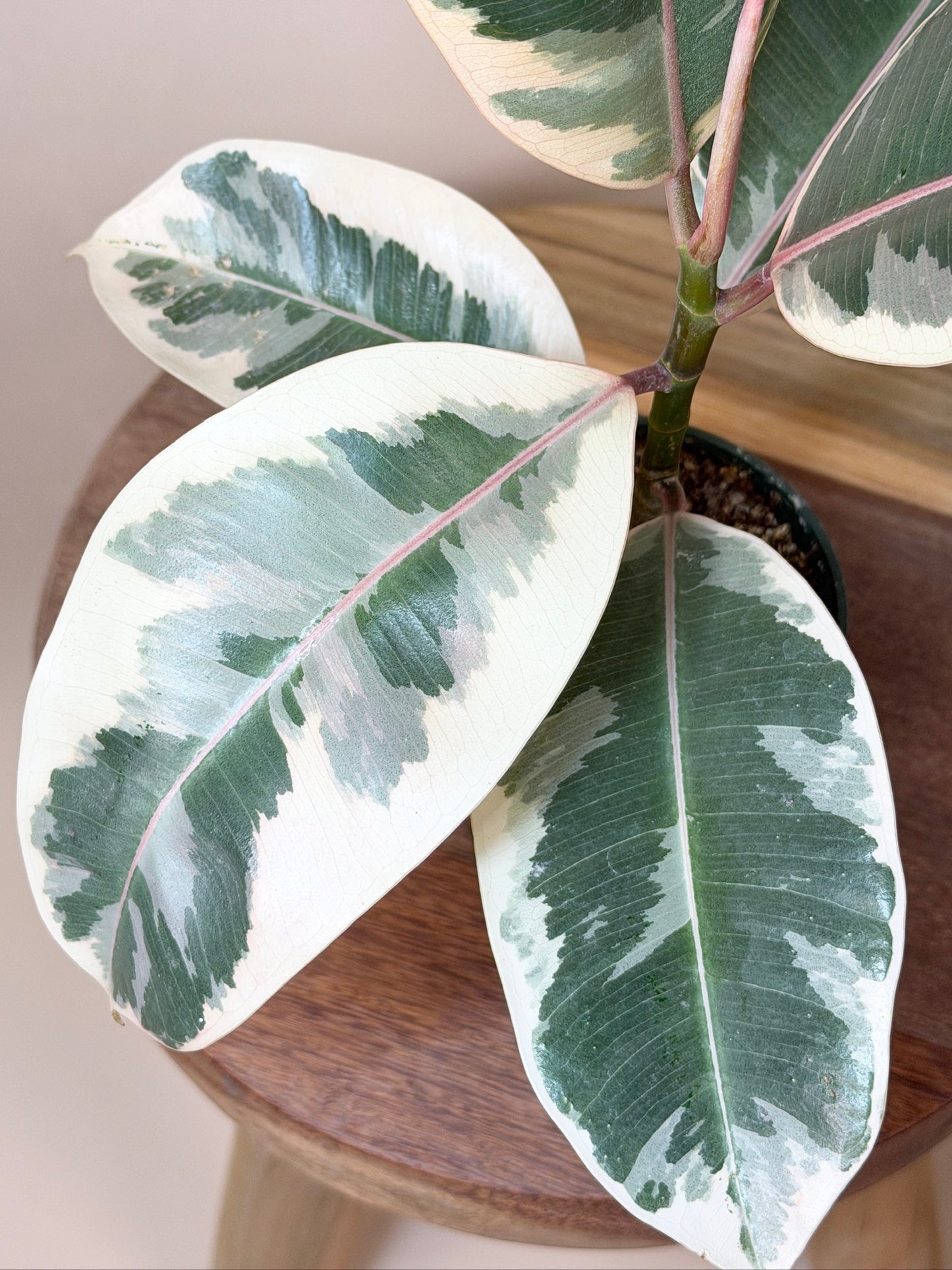 Rubber Tree Tineke 4" Pot